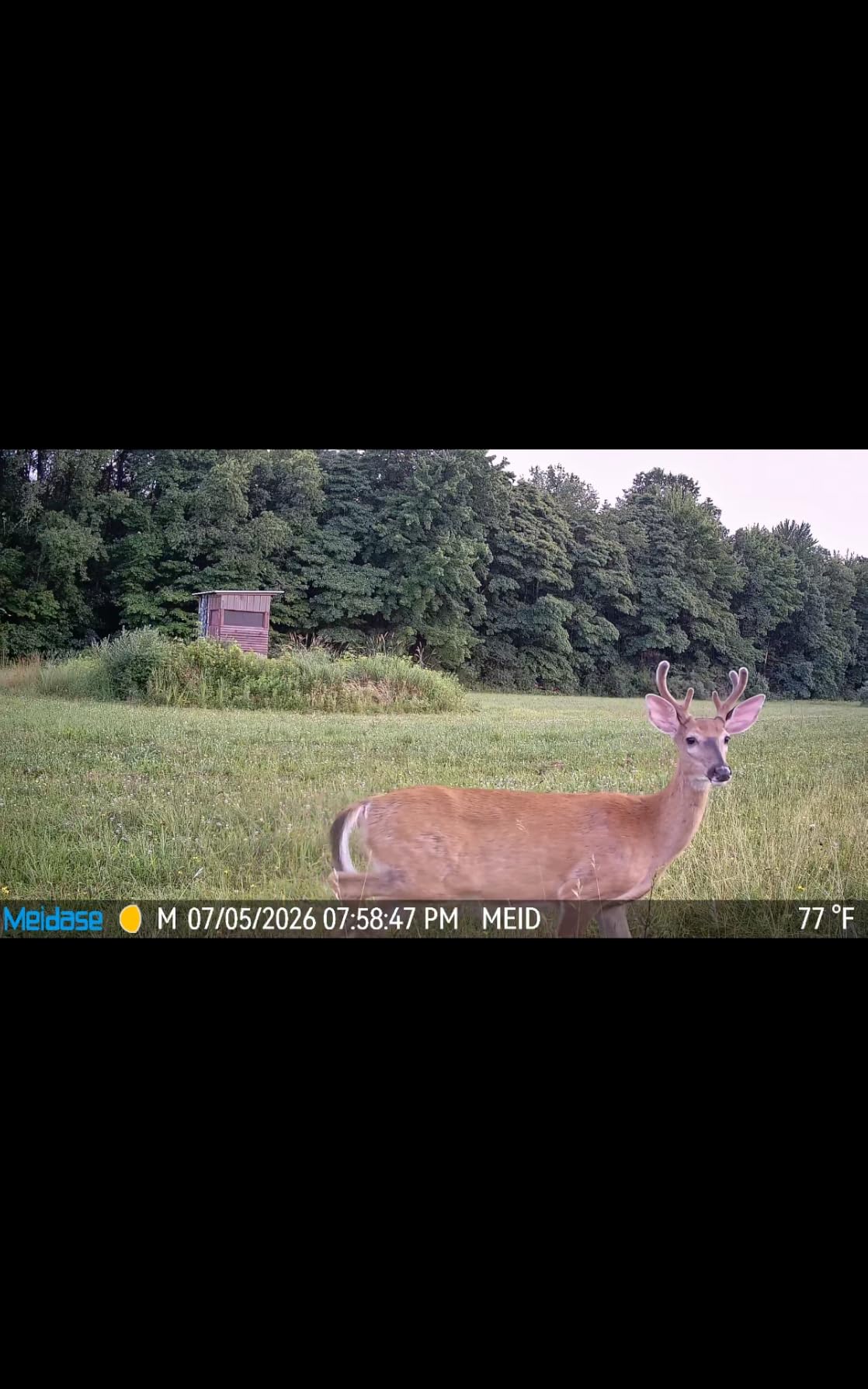 Meidase P70 (Non-Cellular,Non-WiFi) Trail Camera, 64MP 1296p, Game Cameras with No-Glow IR Night Vision, Motion Activated, Waterproof for Wildlife Deer Cams, Hunting customer photo 1