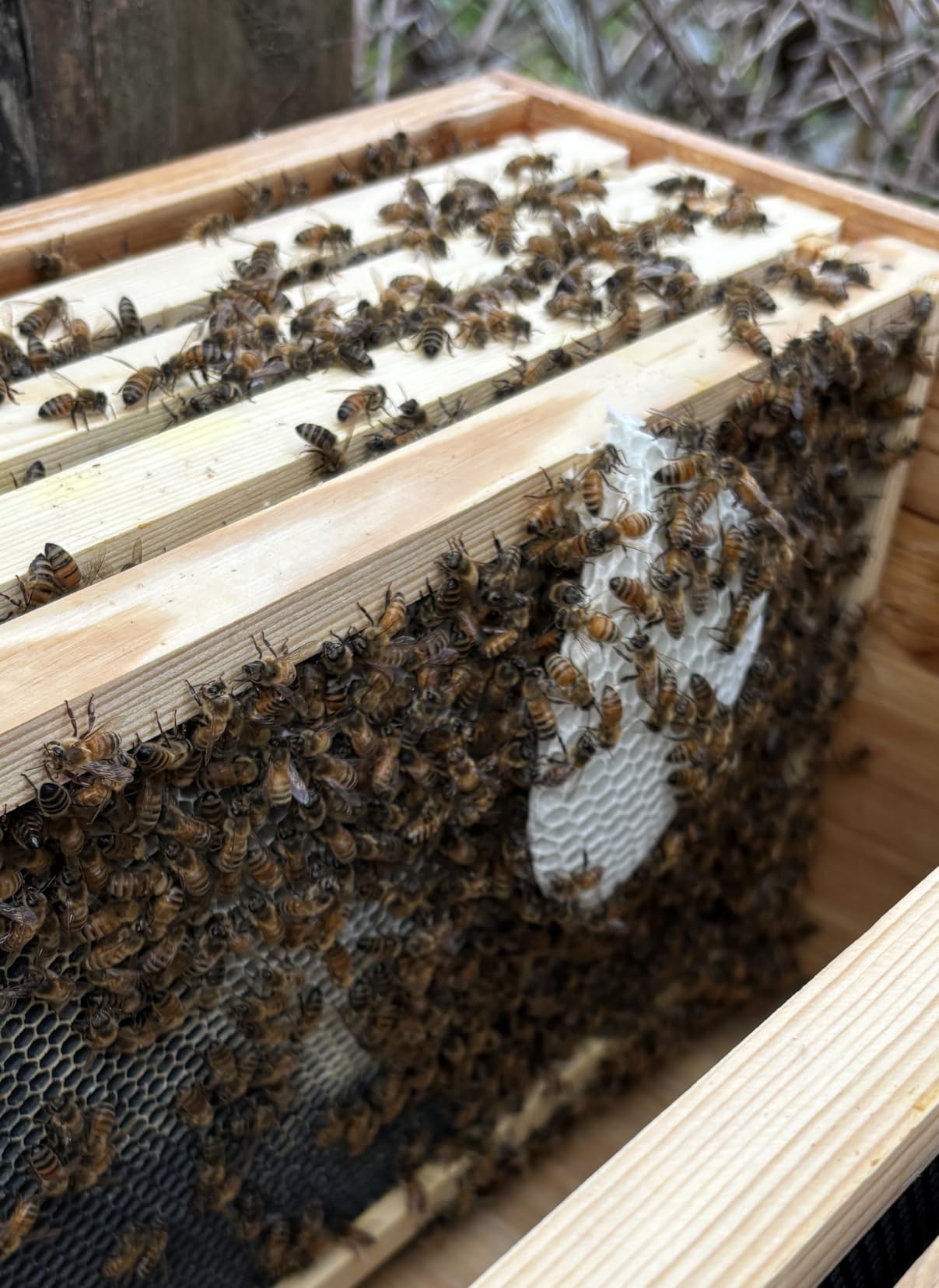 MayBee 8-Frame Beehive Starter Kit, Bee Hive Kit Dipped in 100% Beeswax, Bee Hives Boxes Starter Kit Includes Beekeeping Supplies Tool Kit and Bee Suit customer photo 1