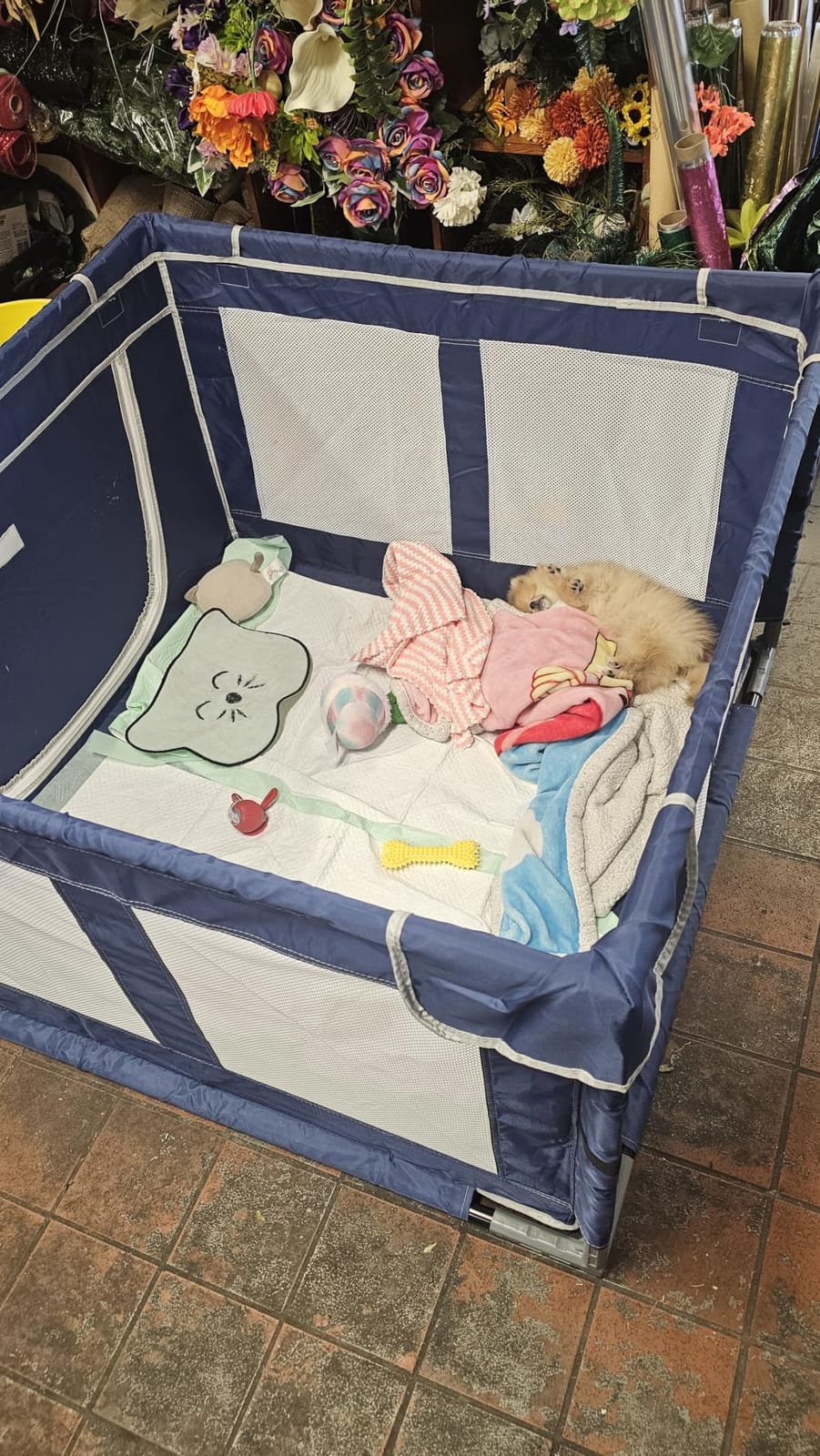 Puppy Playpen Indoor for Dog Small Pets, Dog Playpen 42x42x25 Inch, Dog Play Pen with Gate for Outdoor and Indoor, Oxford Fabric Pet Playpen for Puppy, Anti-Tipping Dog Enclosure with Zipper Door customer photo 1