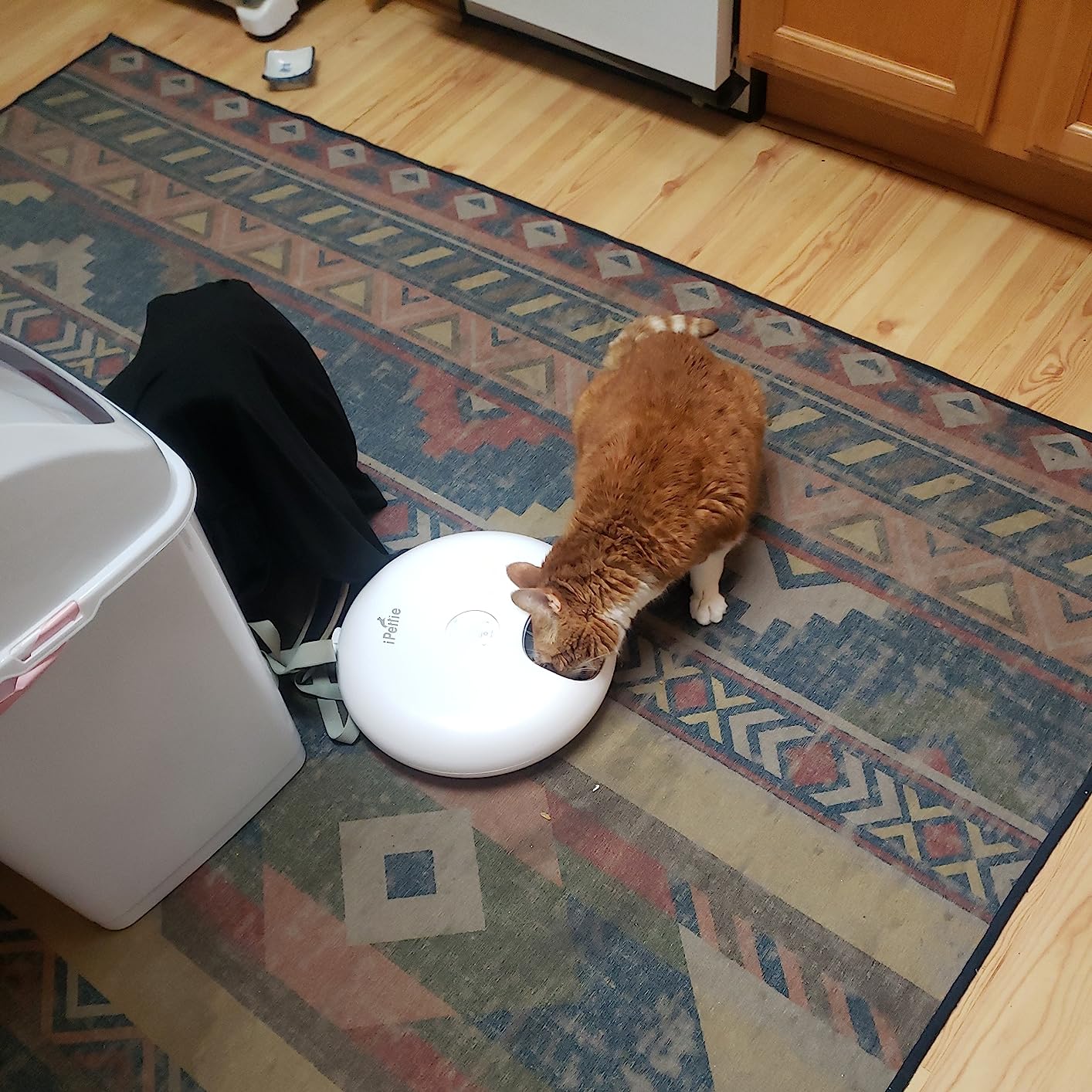 iPettie Donut Frost WiFi 6 Meal Automatic Wet Food Feeder with Ice Packs | Stainless Steel Tray Version, App Control Programmable Timer for Senior and Weak Pets, Holds 6 x 1/2 lb. of Food, White customer photo 1
