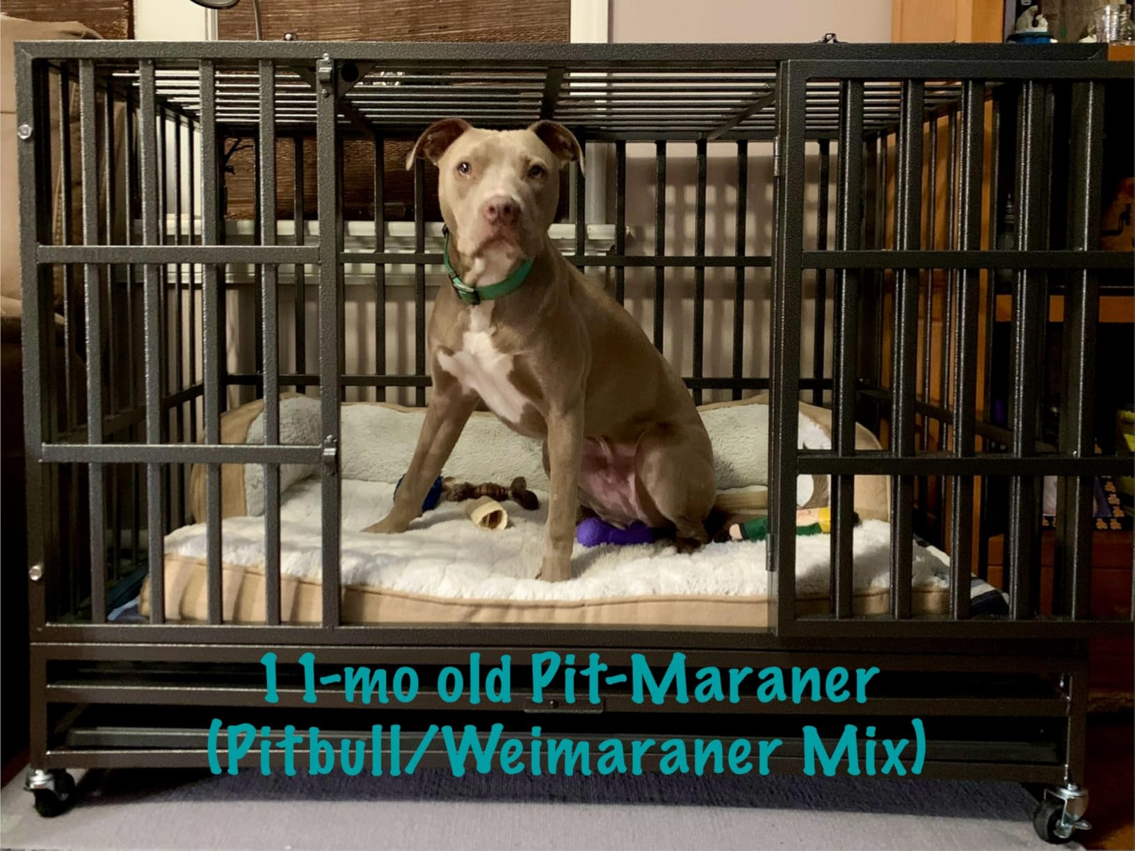 Oranland 48 Inch Heavy Duty Dog Crate, Upgraded Reinforced Baseplate | Indestructible Dog Kennel, Dog Cage for Large Dogs, Max Load Capacity 300lbs, Large Space, Removable Tray, Pre-assembled Design customer photo 1