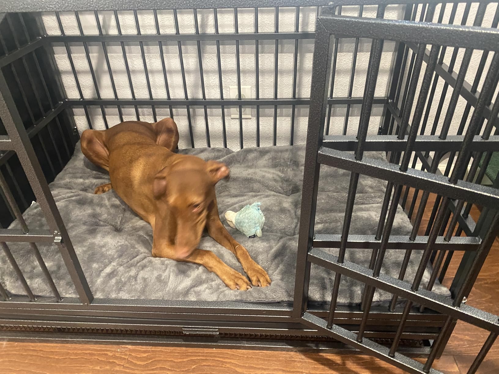 Oranland 48-Inch Heavy Duty Dog Crate for Large Dogs | Indestructible Dog Cage with Escape-Proof Lock,Double Doors,Secure Locks,Removable Wire Tray for High Anxiety Dogs customer photo 2