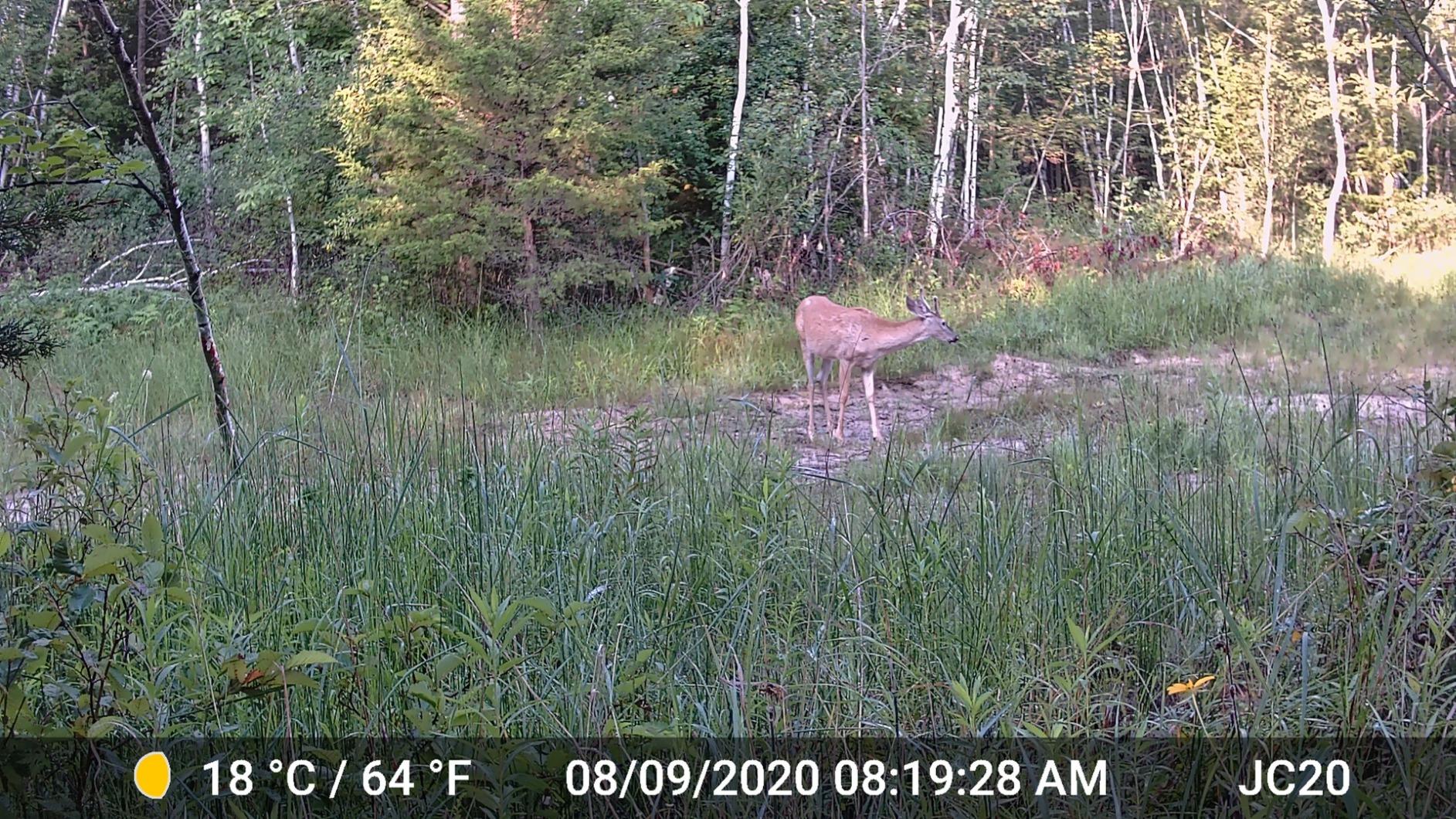 GardePro A3S 2-Pack Trail Camera (Non-Cellular, Non-WiFi), Enhanced Low-Light Performance, 64MP Photo & 1296P HD Video, 0.1s Trigger, 100ft No-Glow Night Vision, Motion Activated Wildlife Camera customer photo 1