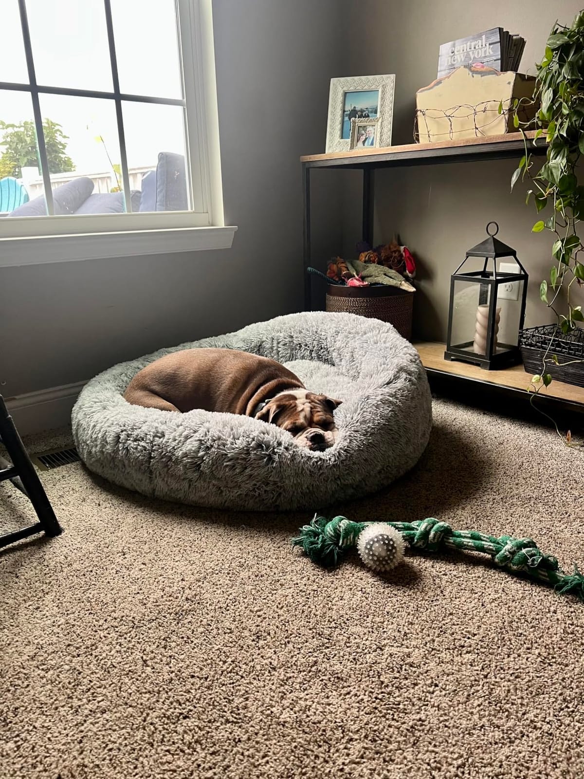 36 inches Faux Fur Fluffy Donut Dog Bed for Large Dogs, Dark Grey customer photo 2