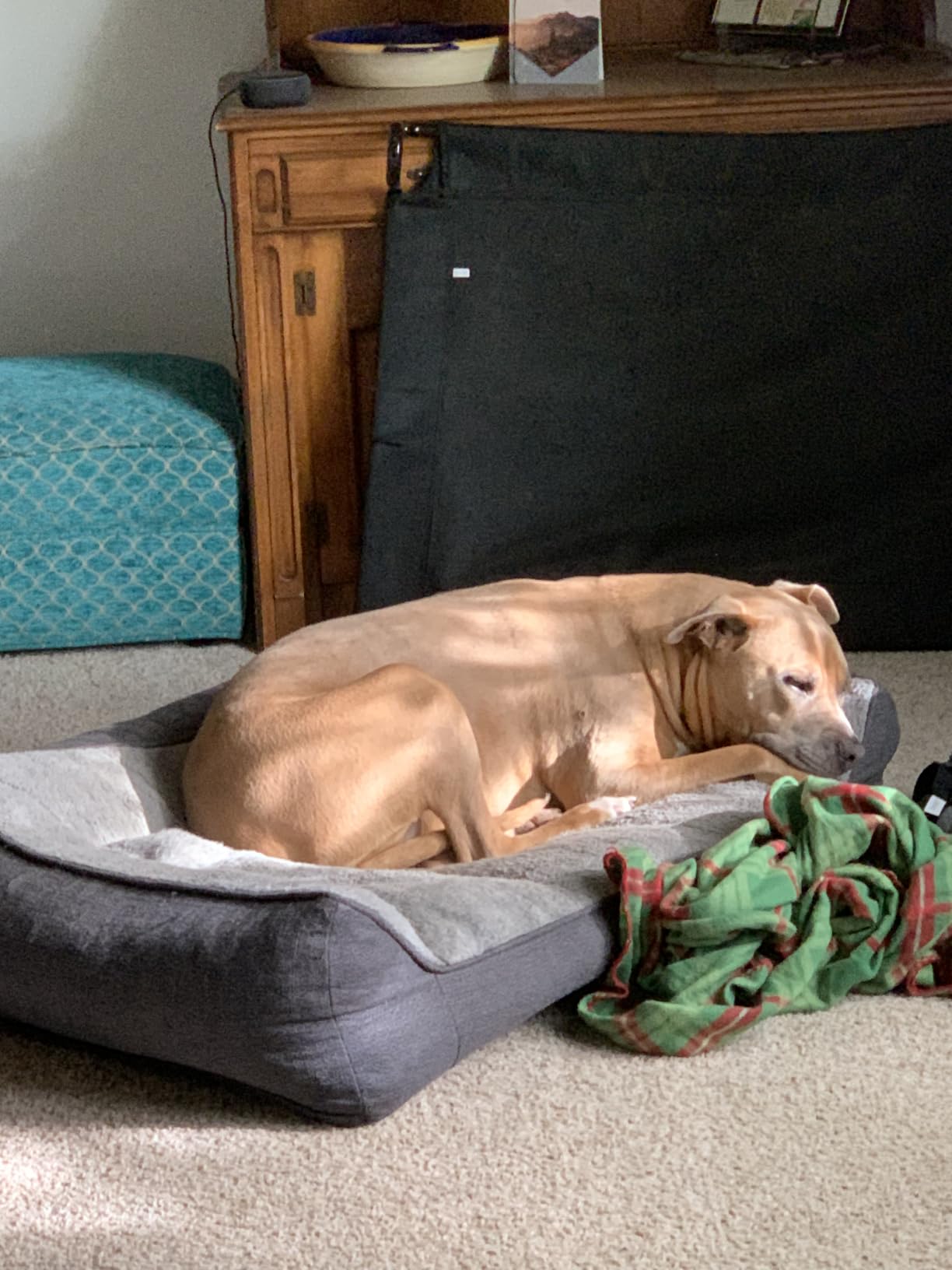 Bedsure SupportMax Extra Thick Orthopedic XL Dog Beds Large Sized Dog | 42