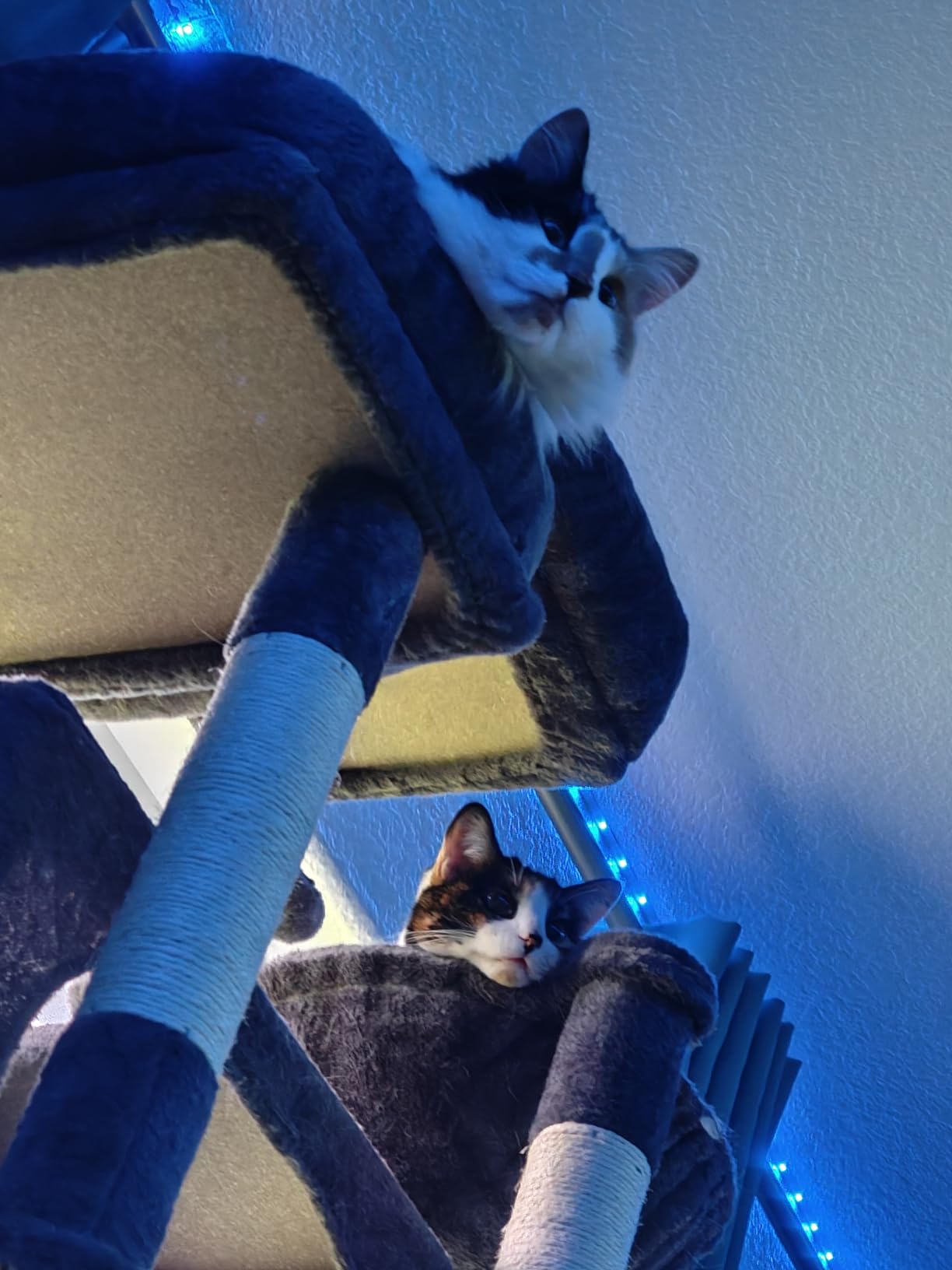Globlazer XXL Giant Cat Tree, 83 Inch Heavy Duty Tall Cat Tower for Indoor Cats Large Adult, Multi-Level Large Cat Condo with 8 Scratching Posts, Hammock, 2 Cat Caves, 2 Platform, F83B, Dark Grey customer photo 1
