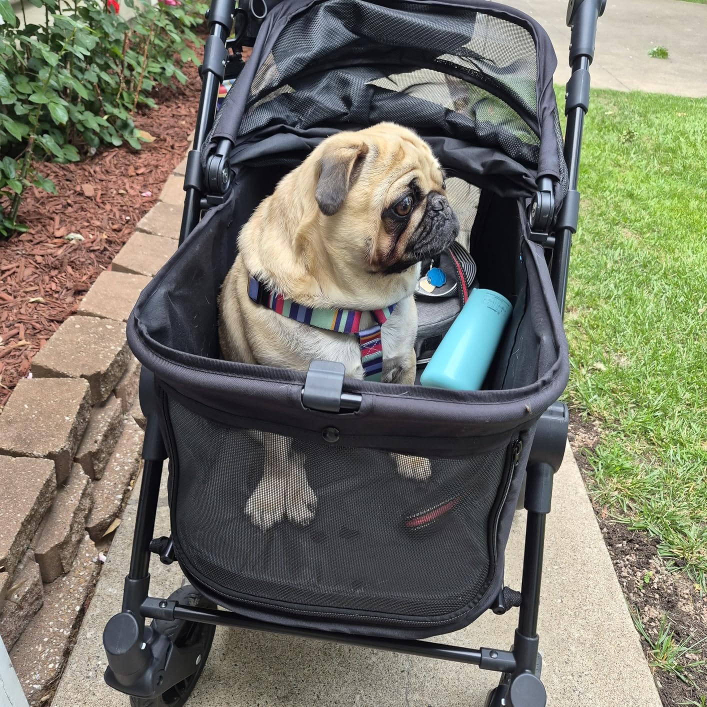 Zoosky Medium Dog Stroller for Large Dogs, Pet Stroller, Up to 66lbs | All-Terrain 360 Swivel Wheels & Adjustable Handle & 180 Dual-Open Canopy, Sun Shades, Storage Organizer, Waterproof Oxford customer photo 1