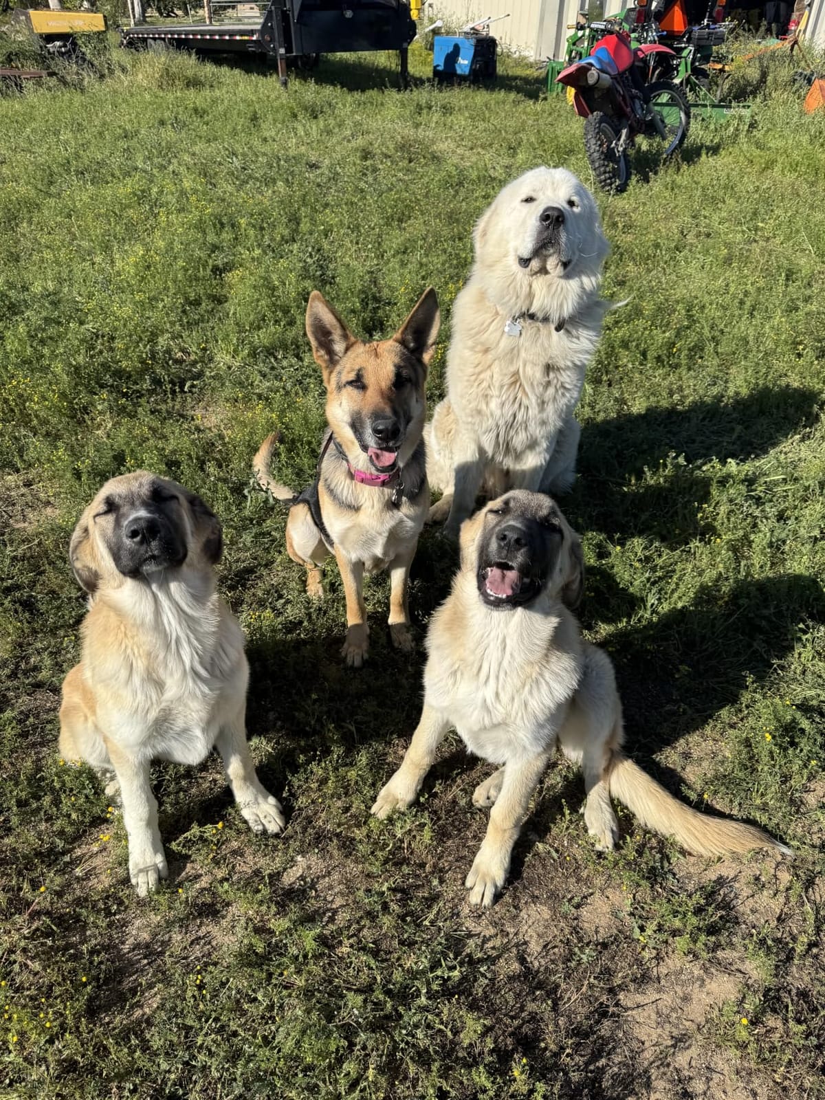 Dogtra GPS Fence - No Subscription, Custom Wireless Dog Fence with App, Smart Guidance & Return Reminder Tone/Vibration/Correction, IPX9K Waterproof Rechargeable Collar, Safe Freedom for Dogs 15 Lbs+ customer photo 1
