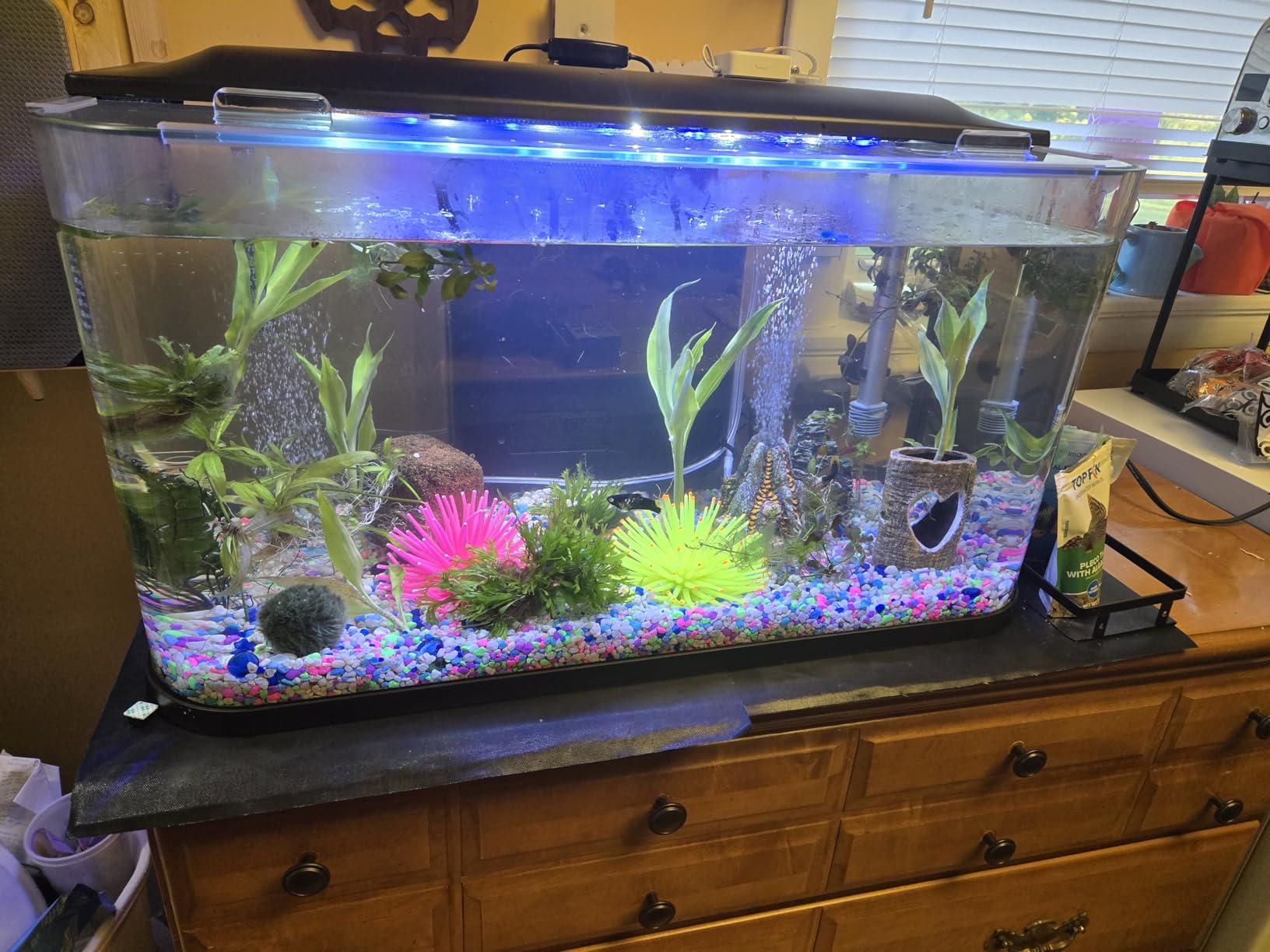 GloFish Glass Aquarium Kit, 20 Gallons, Includes Premium Blue, LED Light Stick & Integrated Filtration, Perfect for Beginners or Seasoned Hobbyists, Seamless, Curved Design customer photo 2
