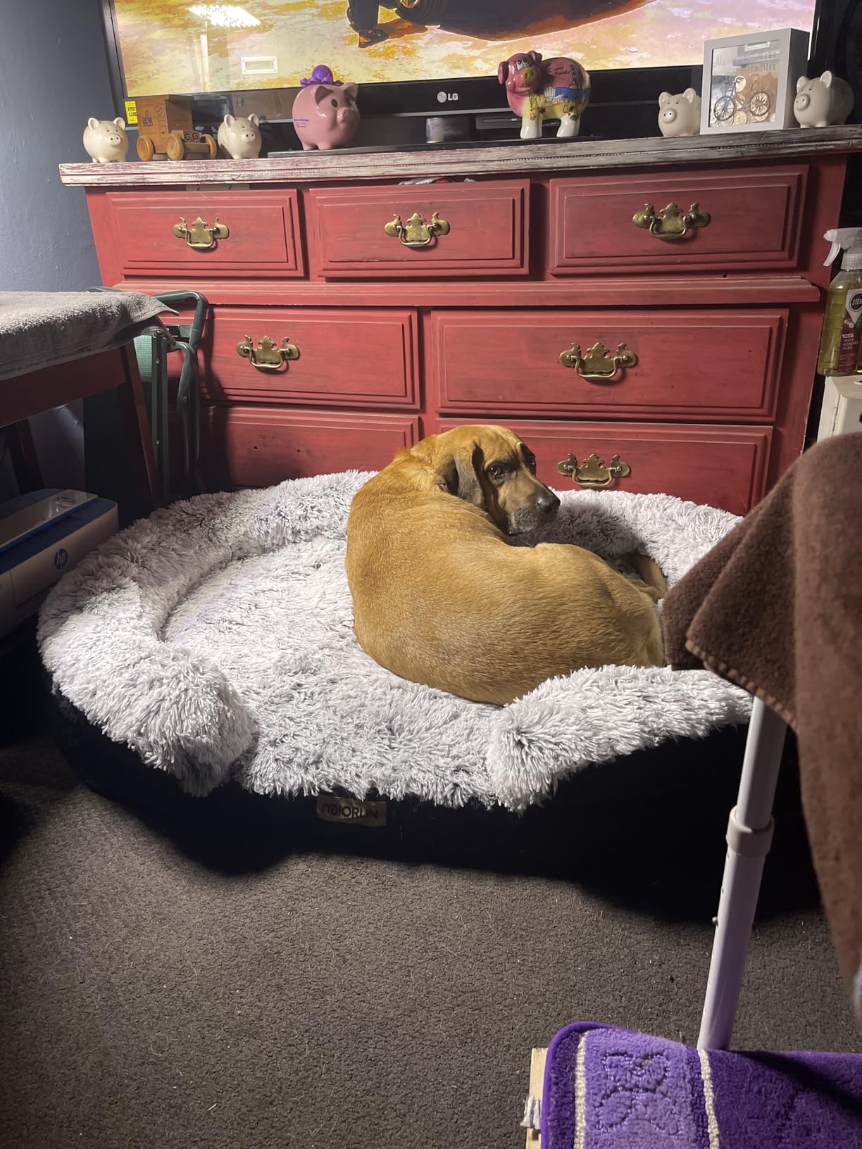 Miorun Fluffy Orthopedic Dog Beds Large Sized Dog, 43