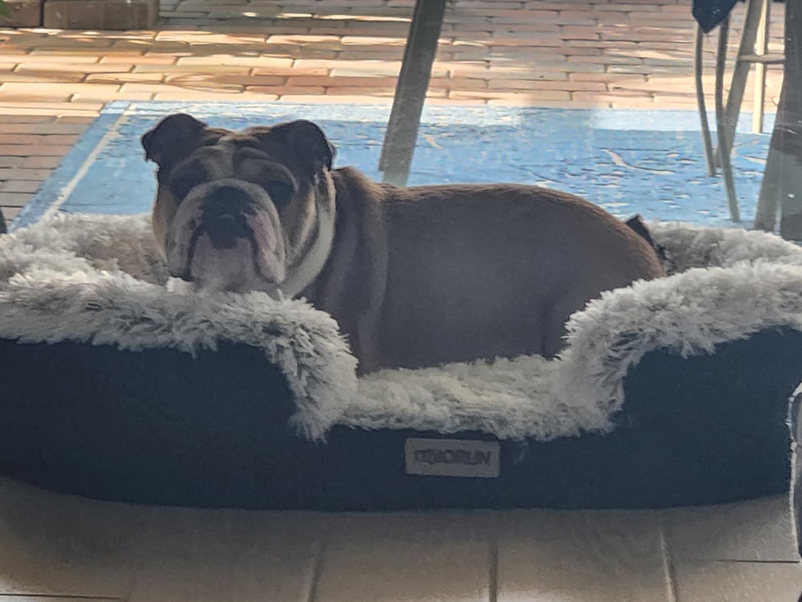 Miorun Fluffy Orthopedic Dog Beds Large Sized Dog, 43
