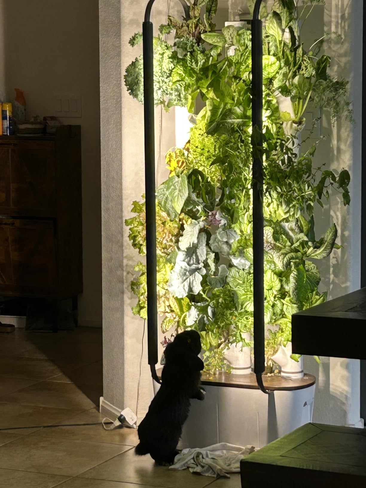 Gardyn Home 4 Vertical Hydroponics Growing System Kit - 30 Plants | Non-GMO plants, herbs, vegetables, smart garden, hydroponic herb garden planter indoor kit with LED grow lights customer photo 1