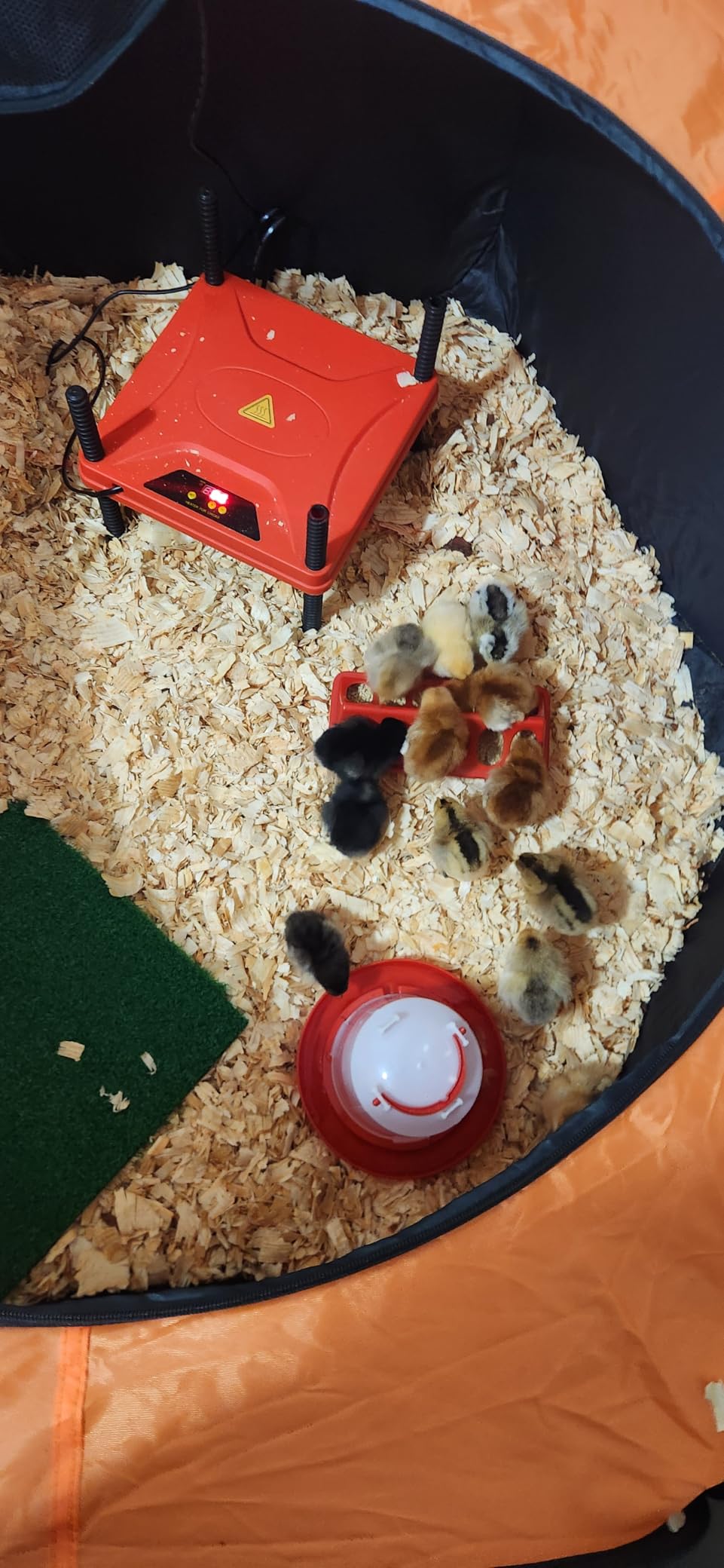 Phoncoo Brooder Box for Chick, Chick Starter Kit with Brooder Heating Plate customer photo 1