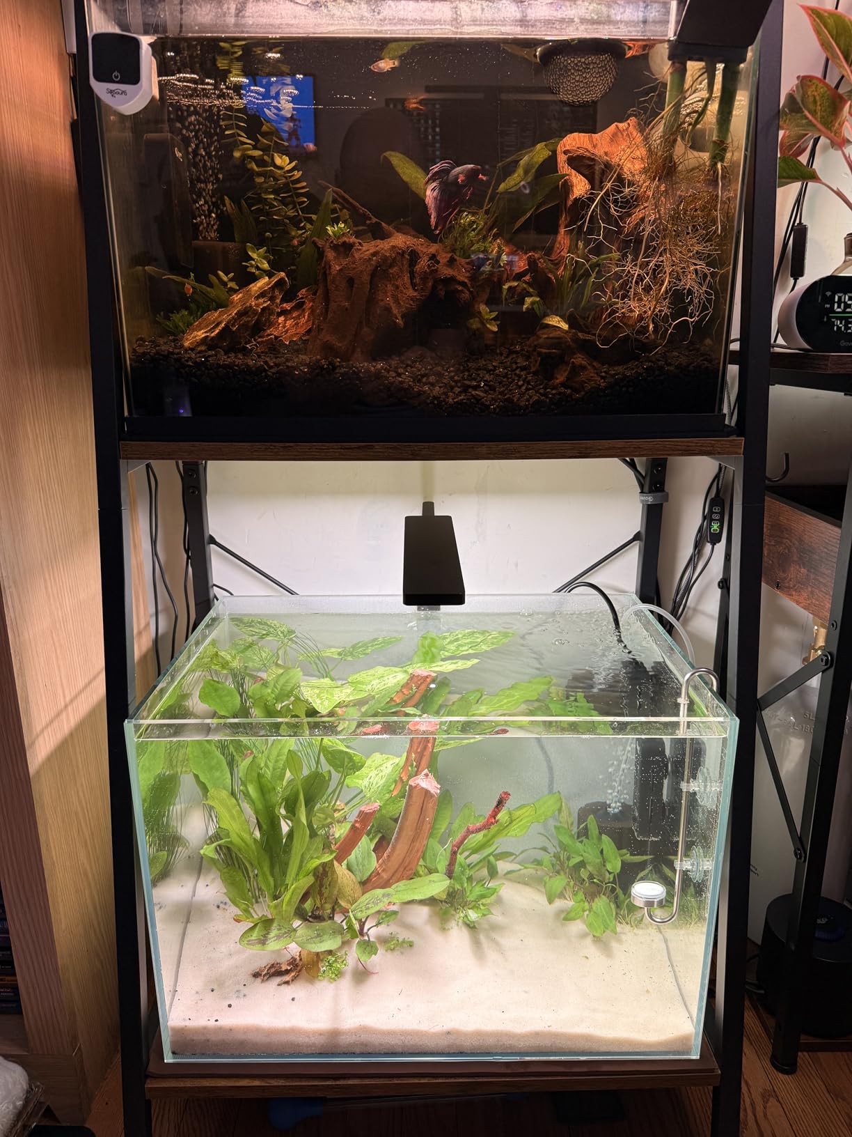 15 Gallon Rimless Aquarium Fish Tank, Ultra-Clear Nano Glass Rectangular Fish Tank L19.6''×W13''×H13.8'' Thickness 6mm Glass Aquarium (L 15 Gallons) customer photo 1