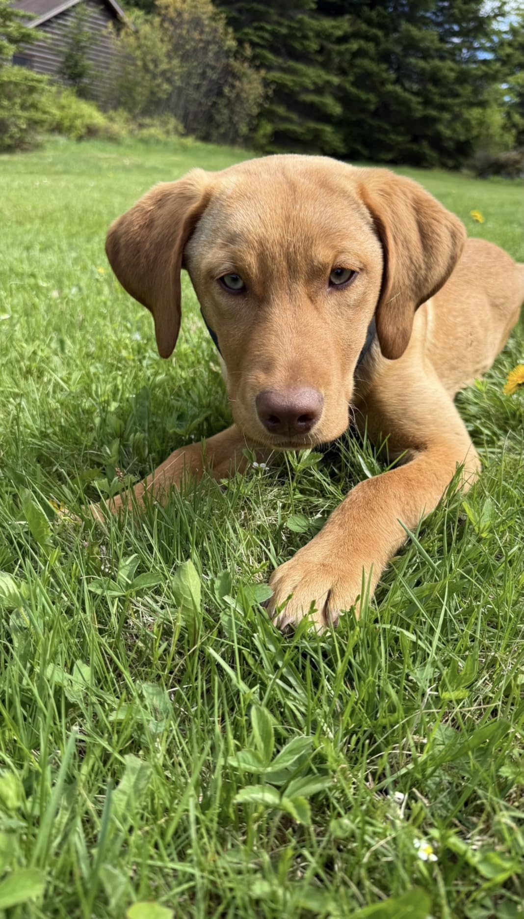 SpotOn Nova GPS Dog Fence Collar, App-Controlled Wireless Fence | Wireless GPS dog fence collar with no subscription required for unlimited fences, any shape, any size, anywhere customer photo 1