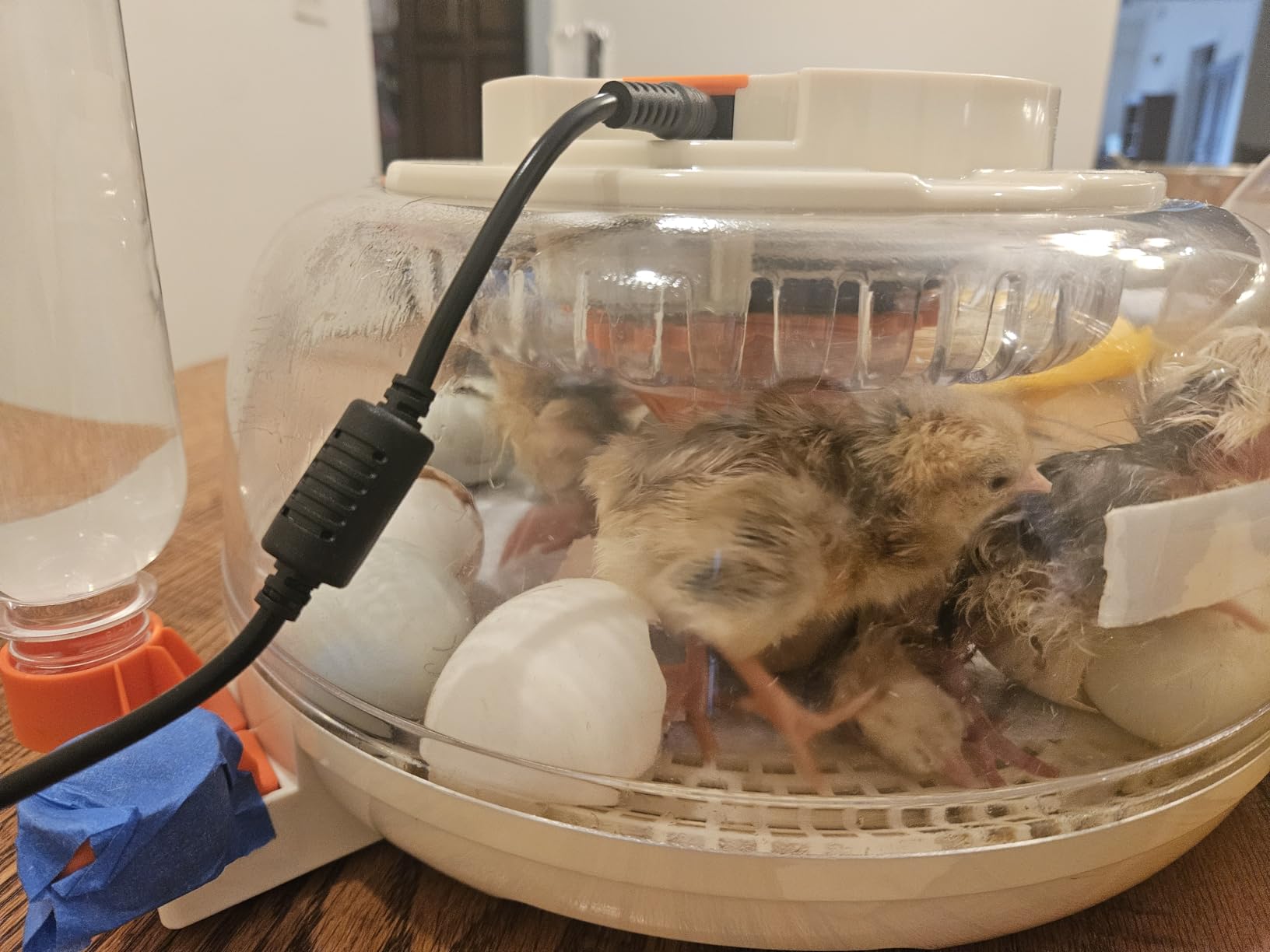 Sailnovo 12 Egg Incubators for Hatching Egg with Auto Humidification | Temperature Control, Automatic Egg Turning, Egg Candler, Incubator for Chicken Duck Quail Eggs, Ideal for Farm, School customer photo 1