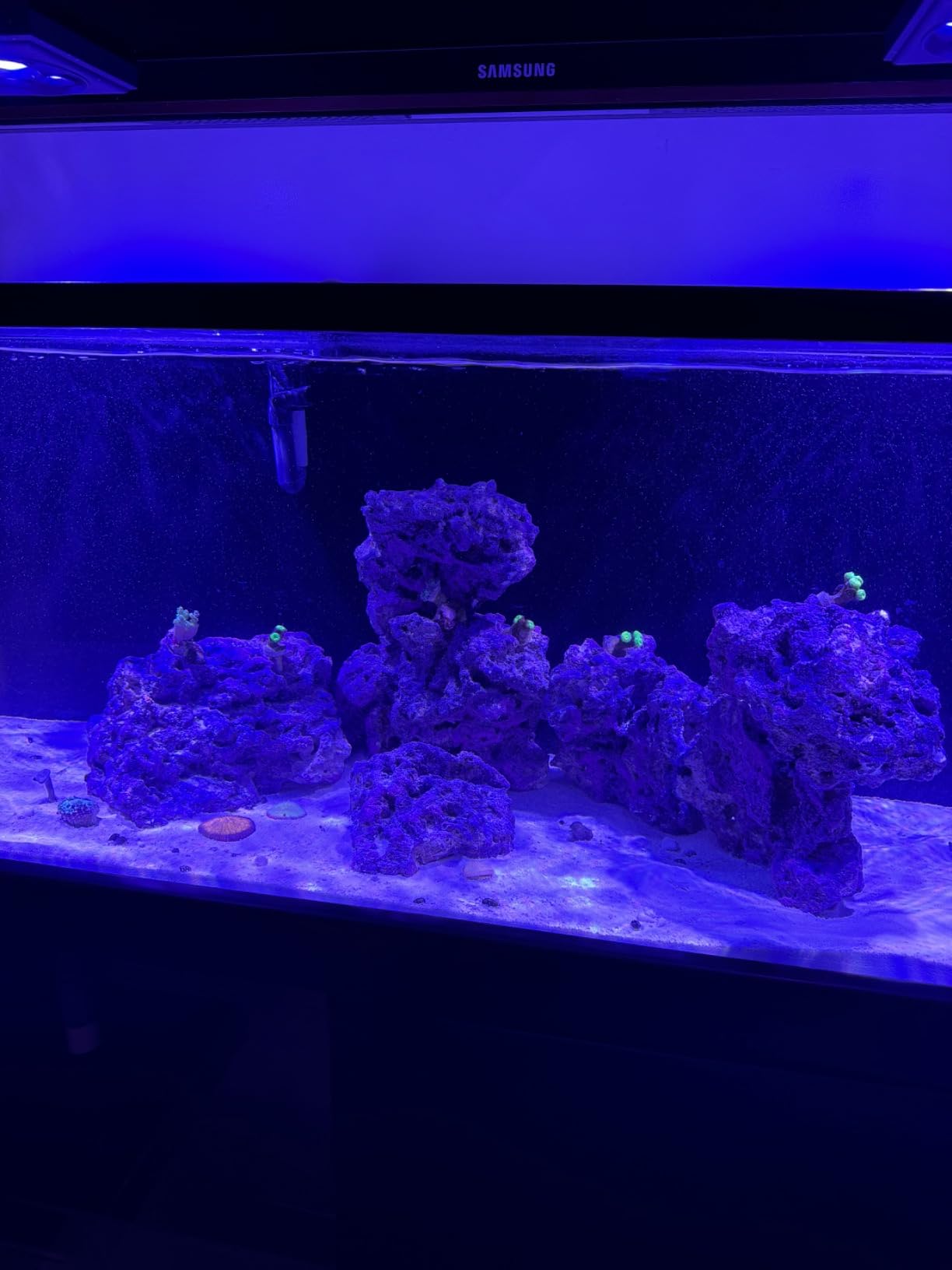 Instant Ocean Sea Salt 50 Gallons, For Marine Aquariums, Fast Dissolving customer photo 1