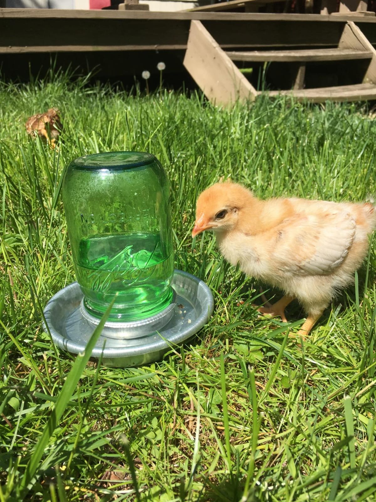 Baby Chick Waterer Base - Little Giant - Metal Waterer Base Jar, 1 Quart (Item No. 9826) customer photo 1