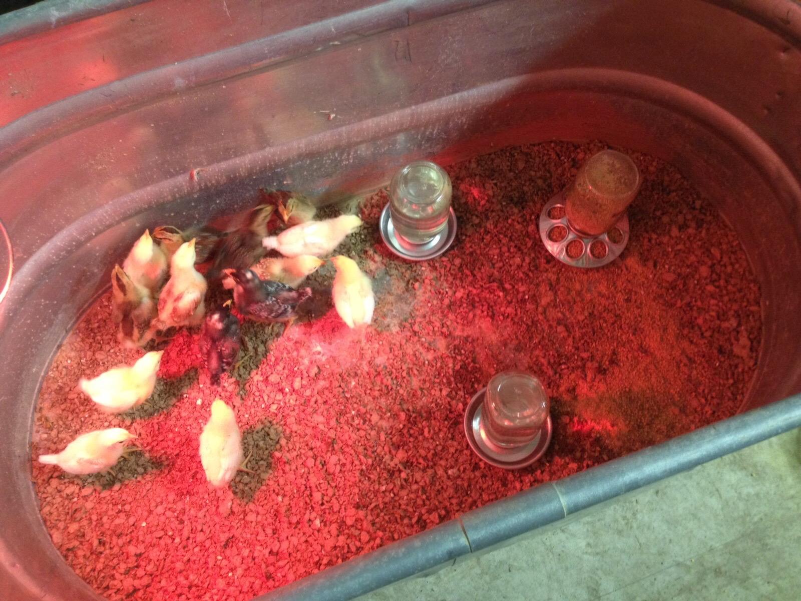 Baby Chick Waterer Base - Little Giant - Metal Waterer Base Jar, 1 Quart (Item No. 9826) customer photo 2