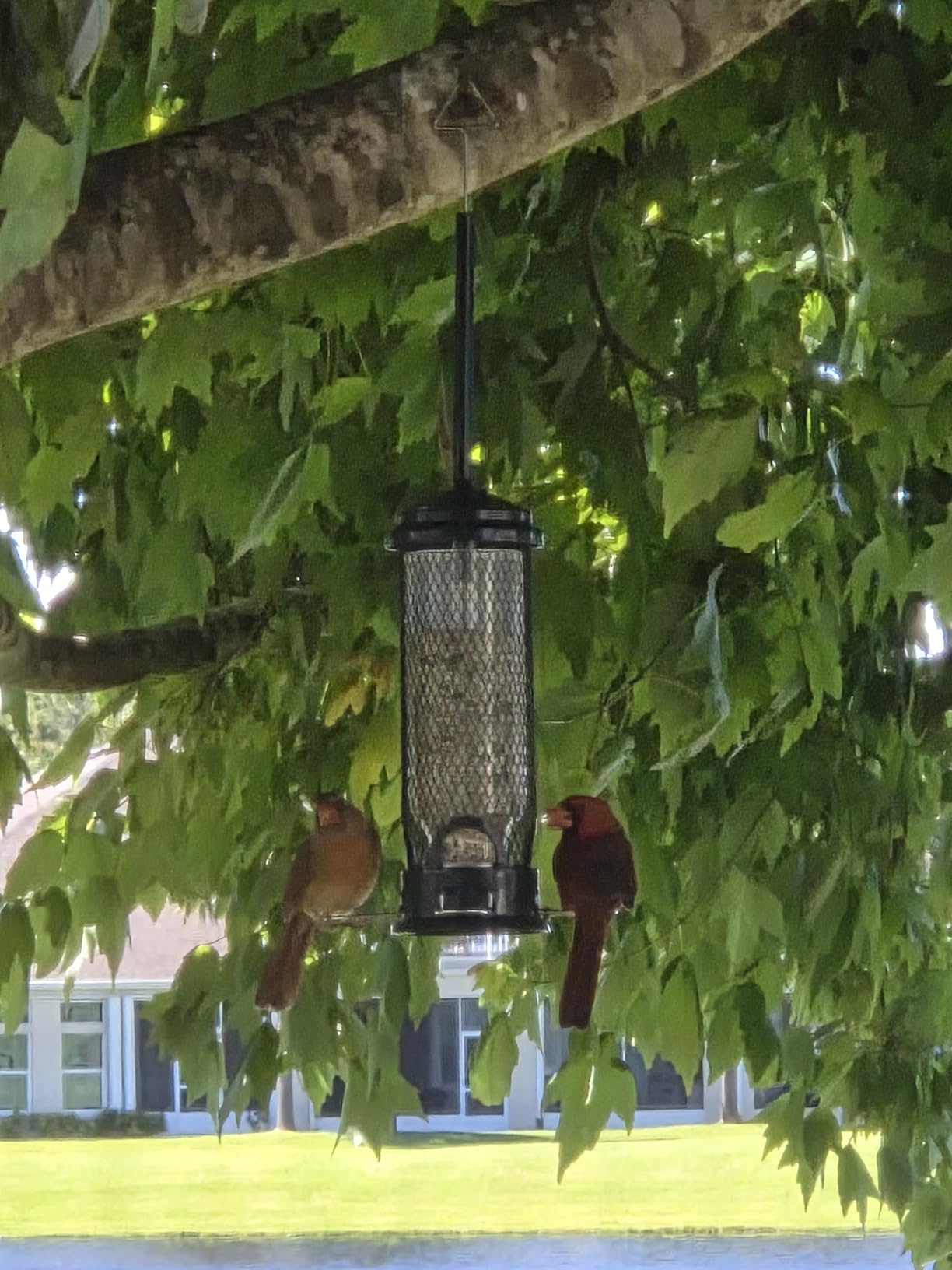 Squirrel Buster Mini Squirrel-Proof Bird Feeder for Wild Birds – 4 Metal Perches, 1 lb Seed Capacity, Chew-Proof Design, Lifetime Care, Garden Green customer photo 2