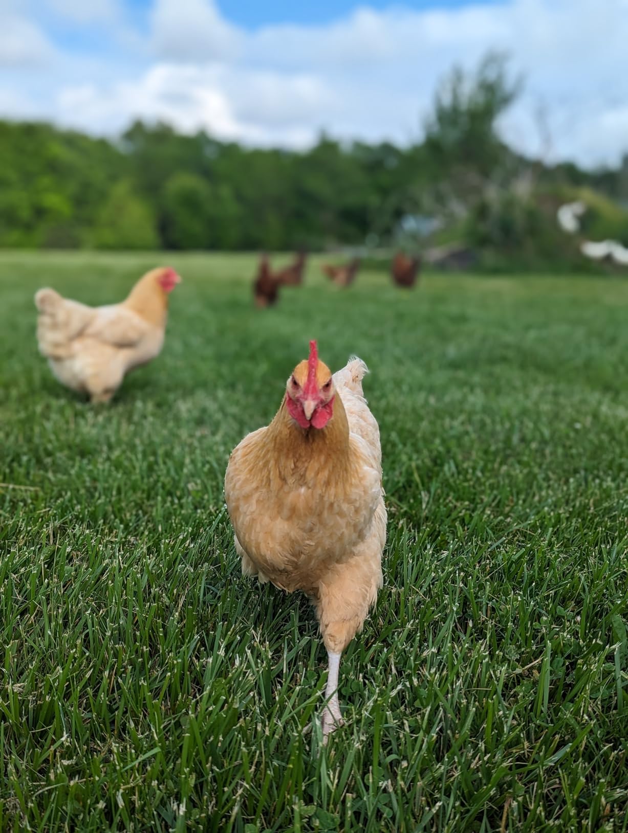 FARM-TUFF Hanging Chicken Waterer, 3 Gallon Capacity - Durable BPA-Free Plastic Poultry Fountain with Top Fill Design - Automatic Water Dispenser for Chickens, Ducks, Turkeys & Game Birds customer photo 2