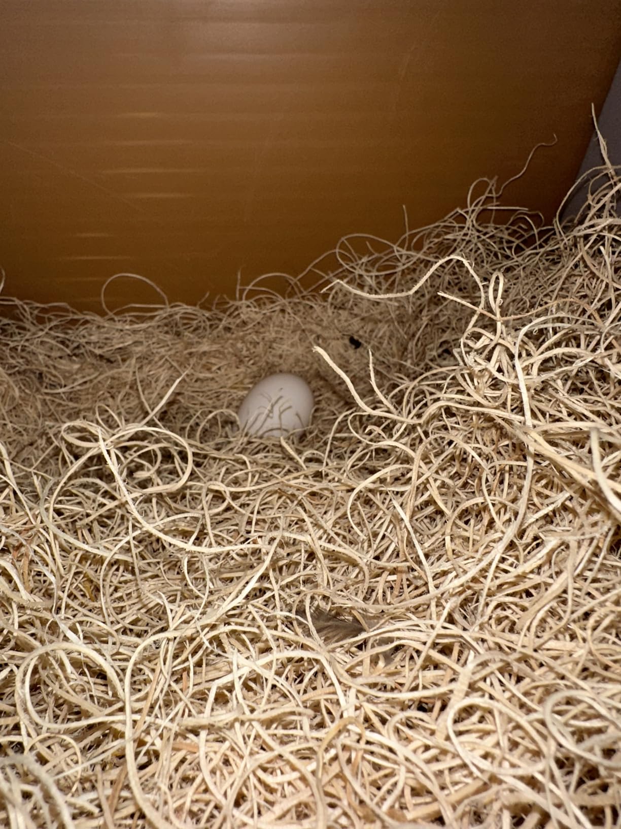 Little Giant Single Plastic Nesting Box Chicken Nest Box with Perch (Item No. 163620) customer photo 1