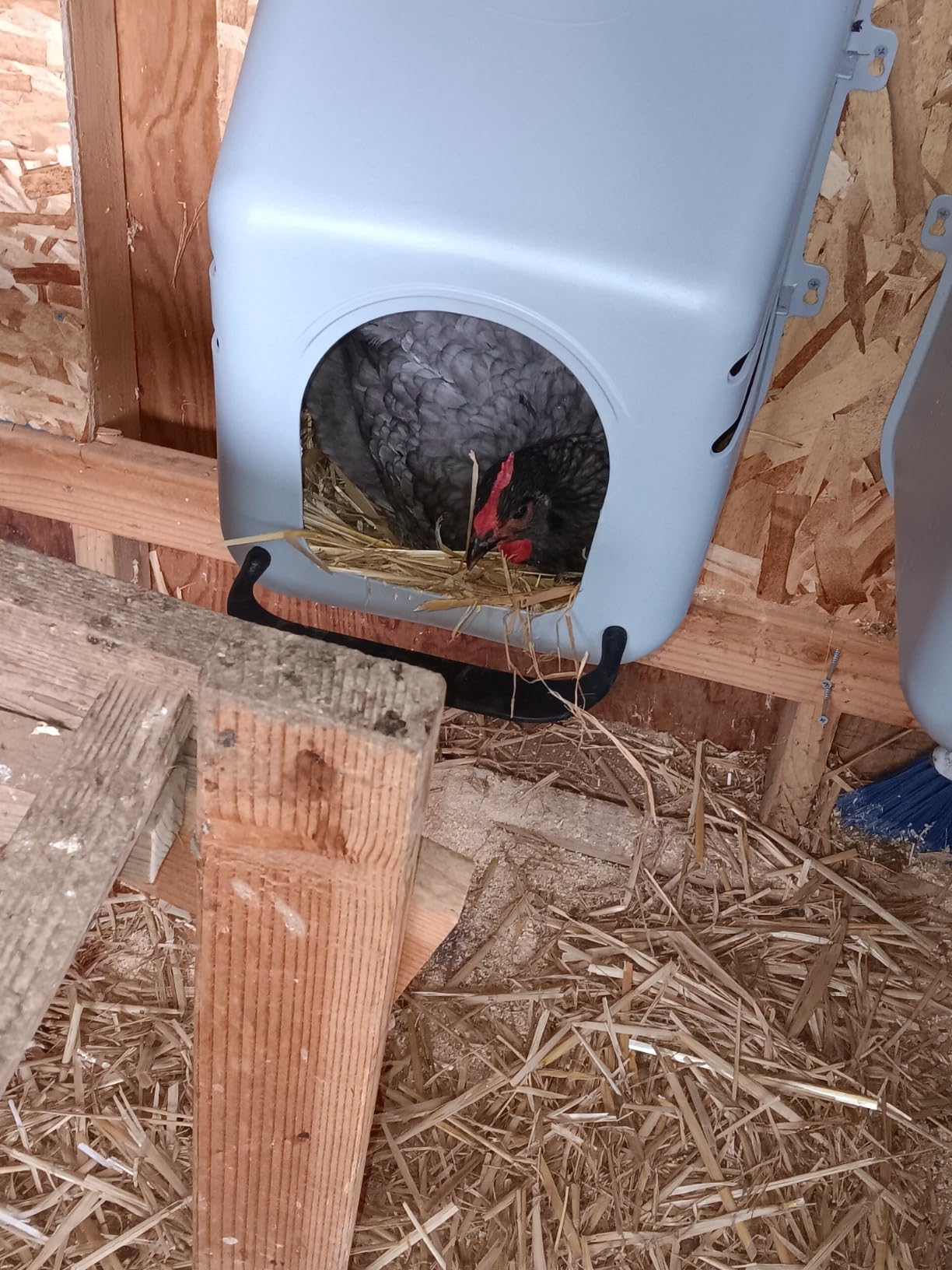 Little Giant Single Plastic Nesting Box Chicken Nest Box with Perch (Item No. 163620) customer photo 2