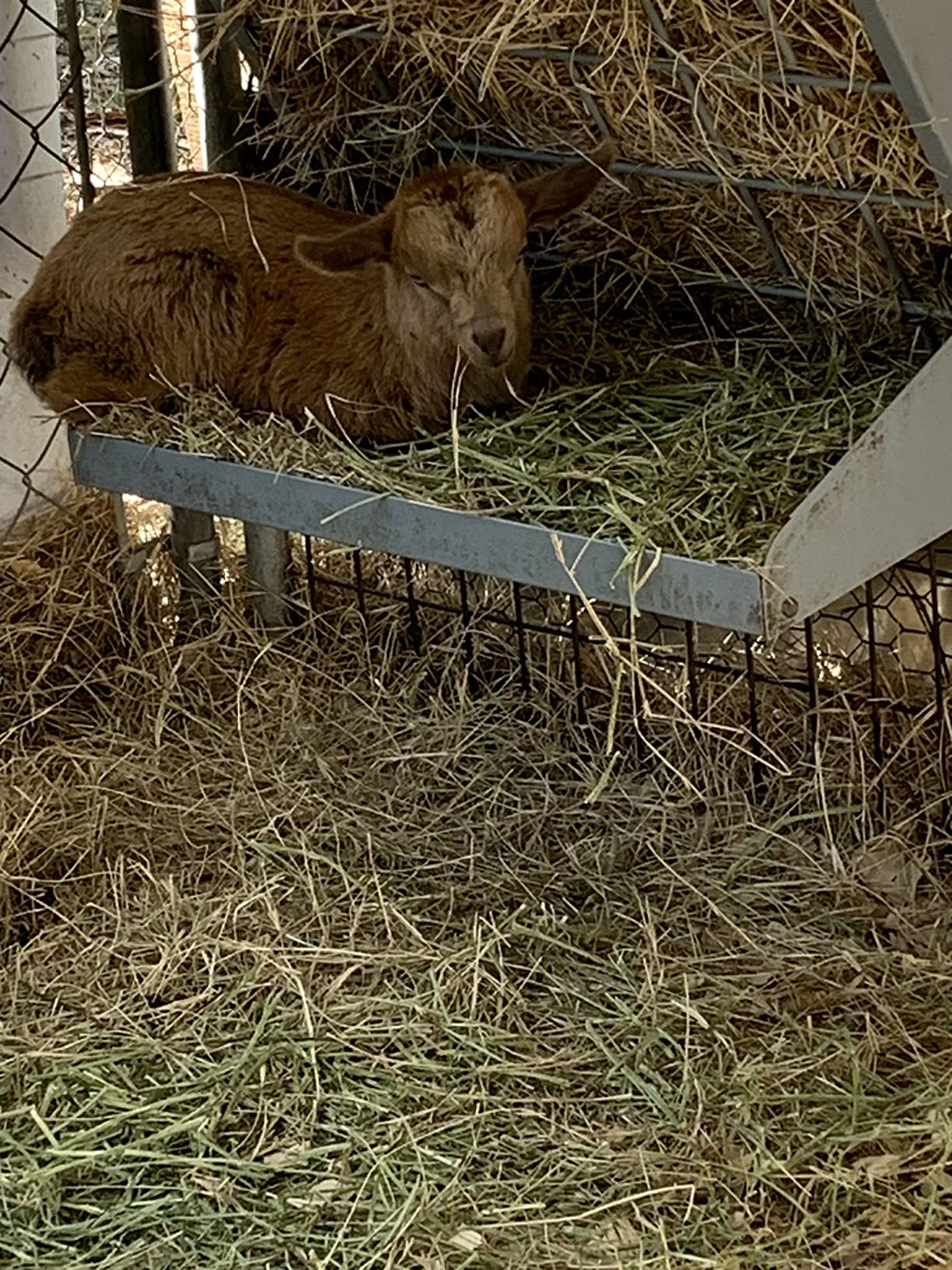 Little Giant® Mountable Sheep and Goat Feeder - 2 in 1 Goat and Sheep Feeder and Hay Rack - Combination Hay and Grain Saves Space (Item No. 168793) customer photo 1