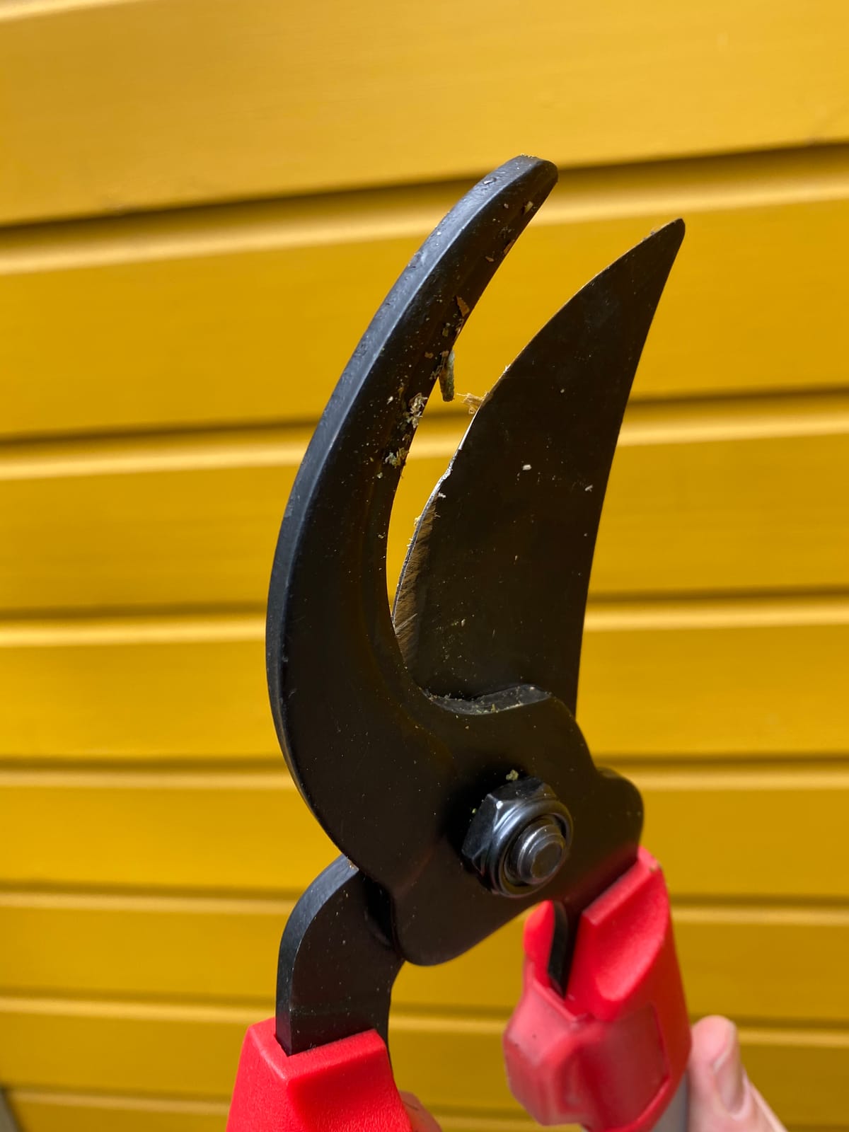 Corona Tools | 30-inch Branch Cutter ComfortGEL Bypass Loppers | Tree Trimmer Cuts Branches up to 1 ½-inches in Diameter | SL 3264 customer photo 1