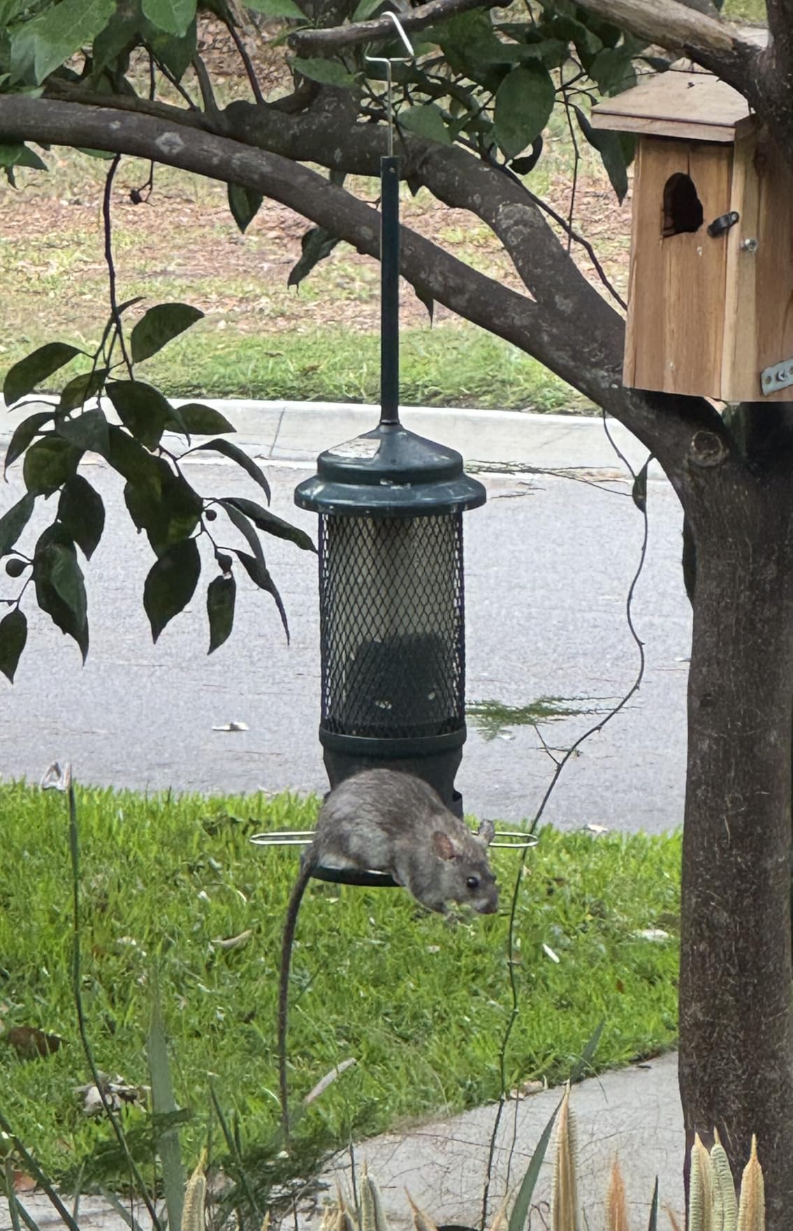 Squirrel Buster Standard Squirrel-proof Bird Feeder w/4 Metal Perches, 1.3-pound Seed Capacity, garden green customer photo 1