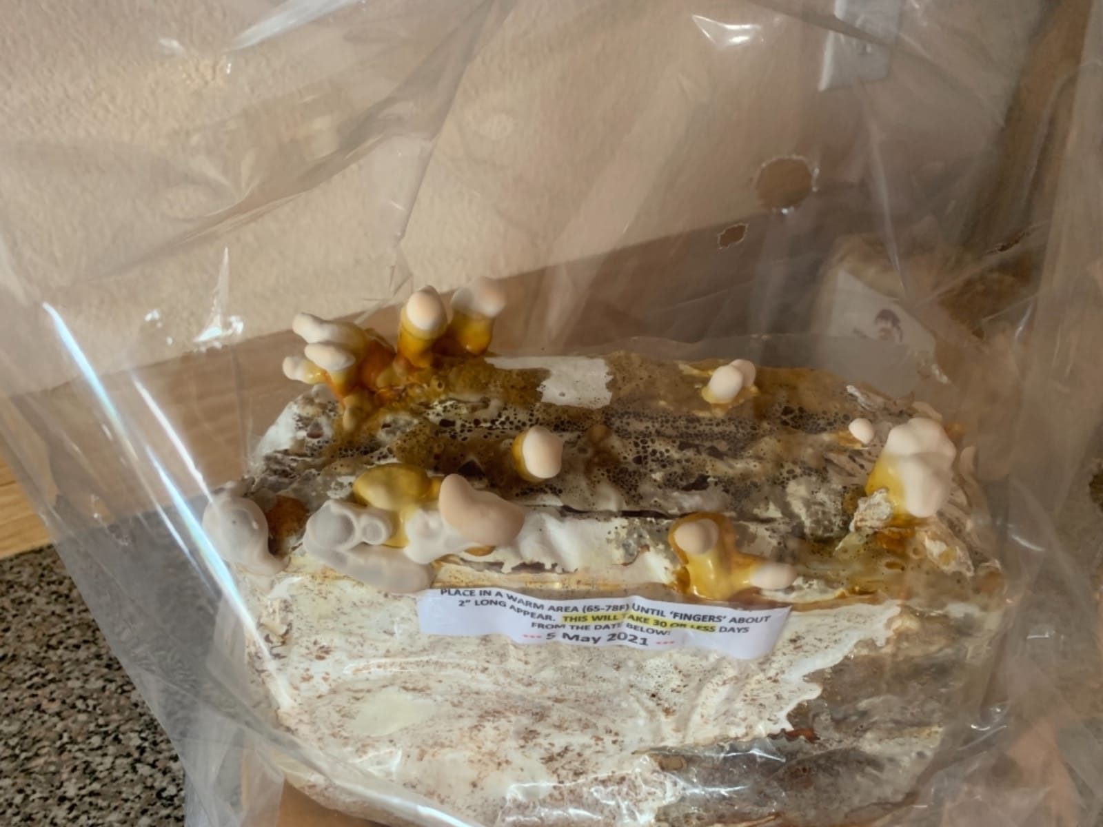 Mushroom Man LLC Reishi Mushroom Indoor Growing Kit customer photo 1