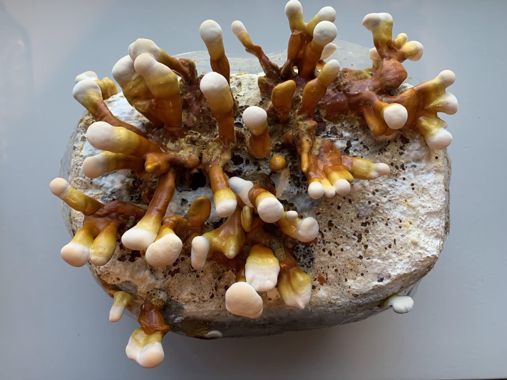 Mushroom Man LLC Reishi Mushroom Indoor Growing Kit customer photo 2