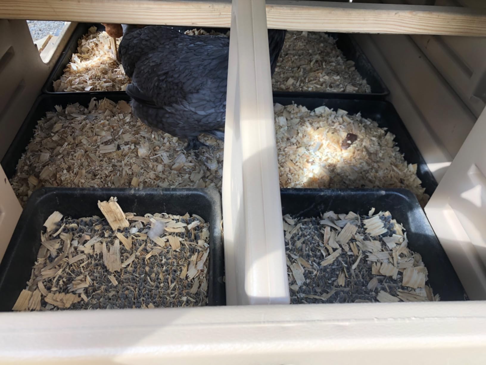 Hatching Time Formex Snap Lock 4-6 Large Chicken Coop, Backyard Hen House customer photo 2