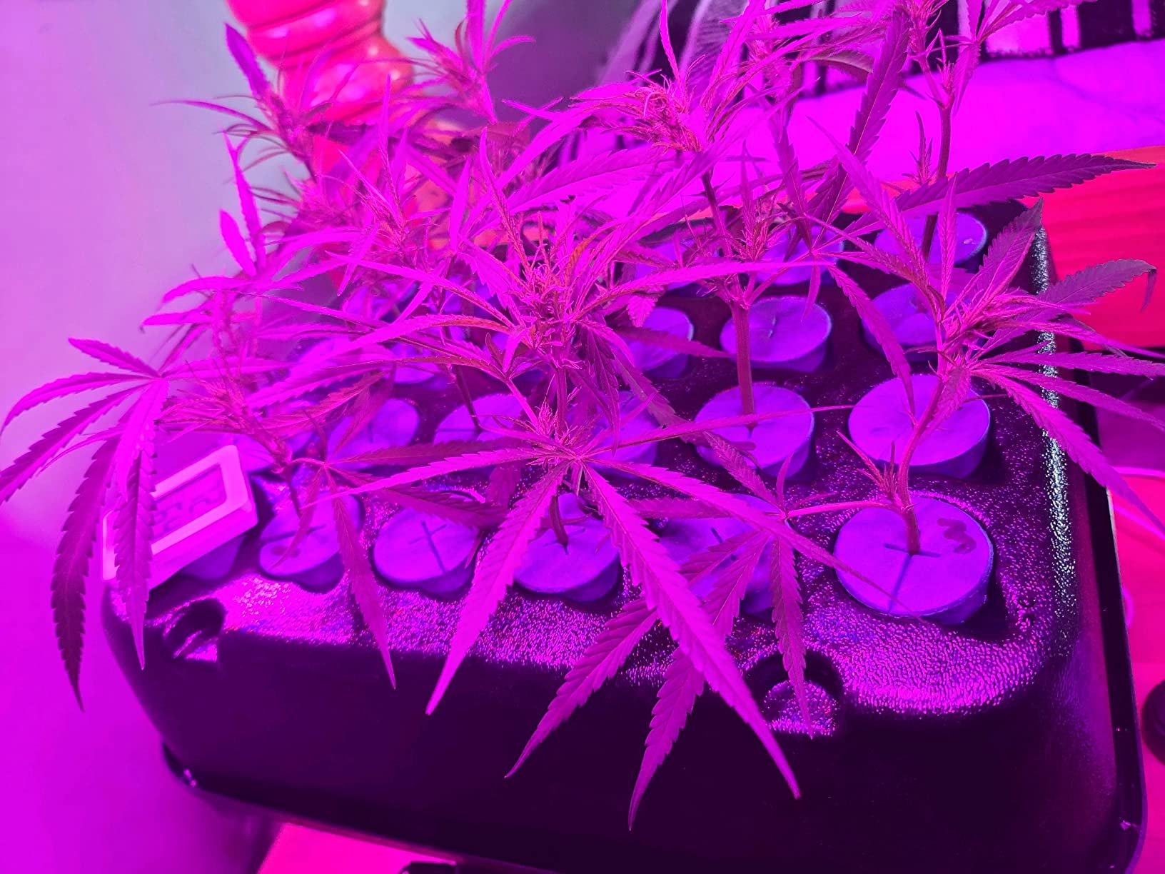 T48D Klone System with Dome customer photo 1
