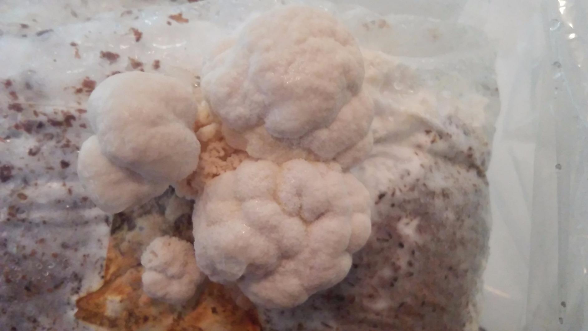 Mushroom Man LLC, Lion's Mane Mushroom Kit customer photo 1