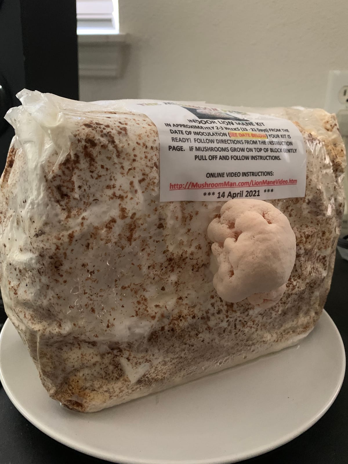 Mushroom Man LLC, Lion's Mane Mushroom Kit customer photo 2