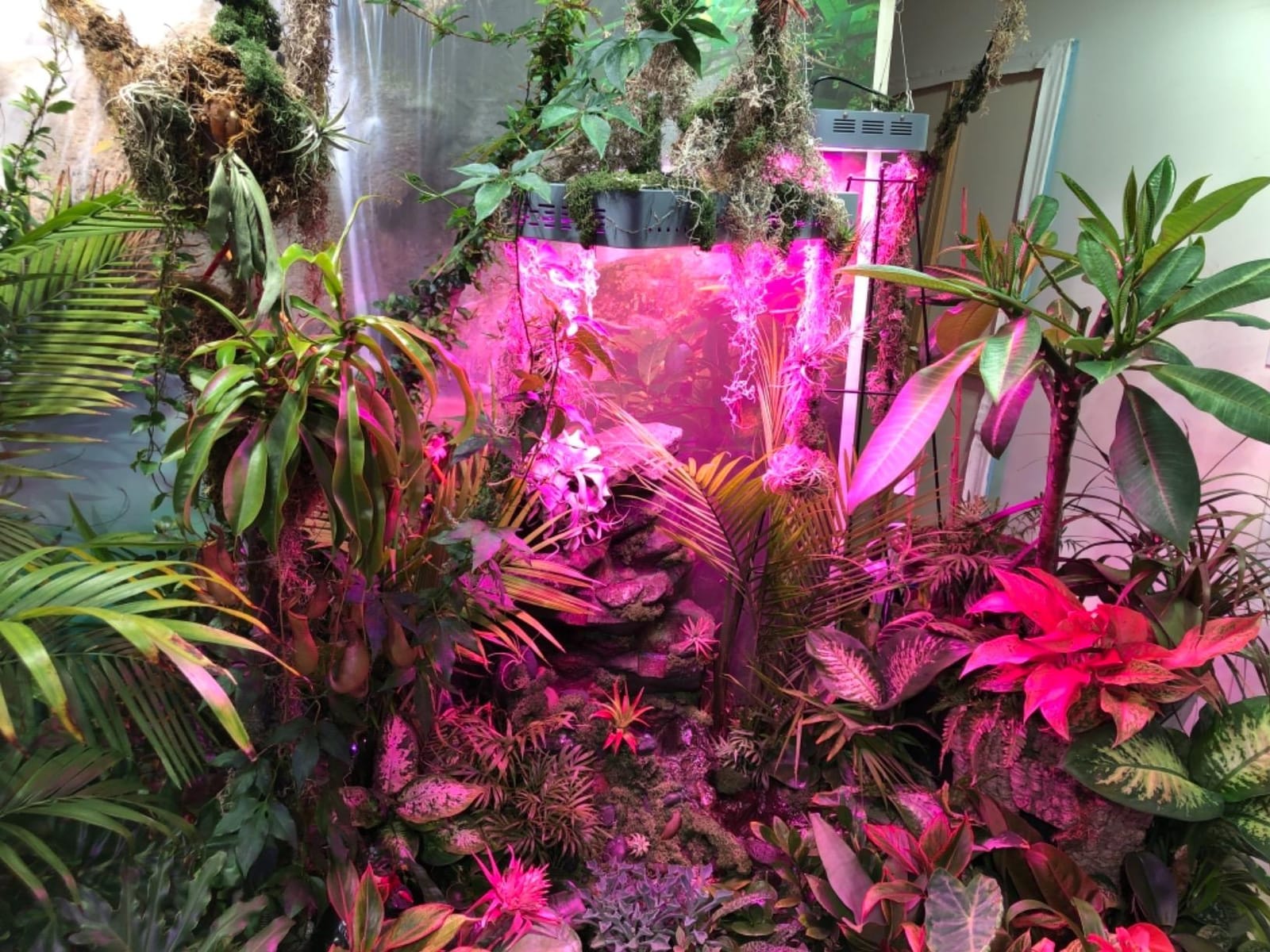 KingLED KP1000 Grow Light for Indoor Plants, Fits 2x2, 2x3 & 2x4 ft Tents customer photo 1