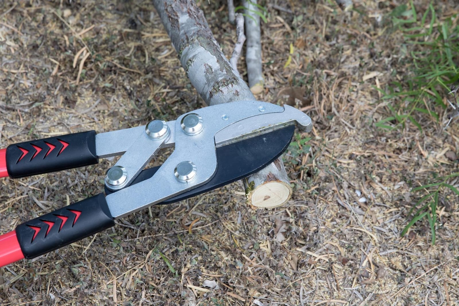TABOR TOOLS GG12A Anvil Lopper with Compound Action, 30 Inch Tree Trimmer & Branch Cutter, Heavy Duty Tree Pruner with 2 Inch Cut Capacity, Chops Thick Dry Branches with Ease customer photo 2