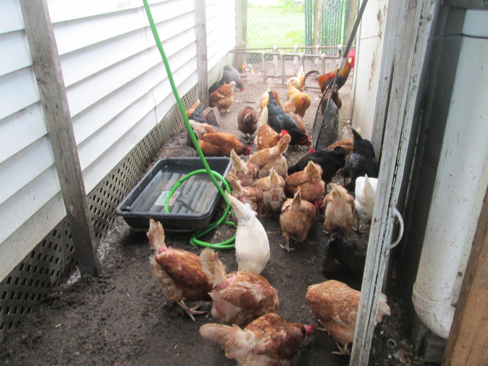 Standlee Hay Company Flock Fresh Premium Poultry Bedding, 2 Cubic feet customer photo 1
