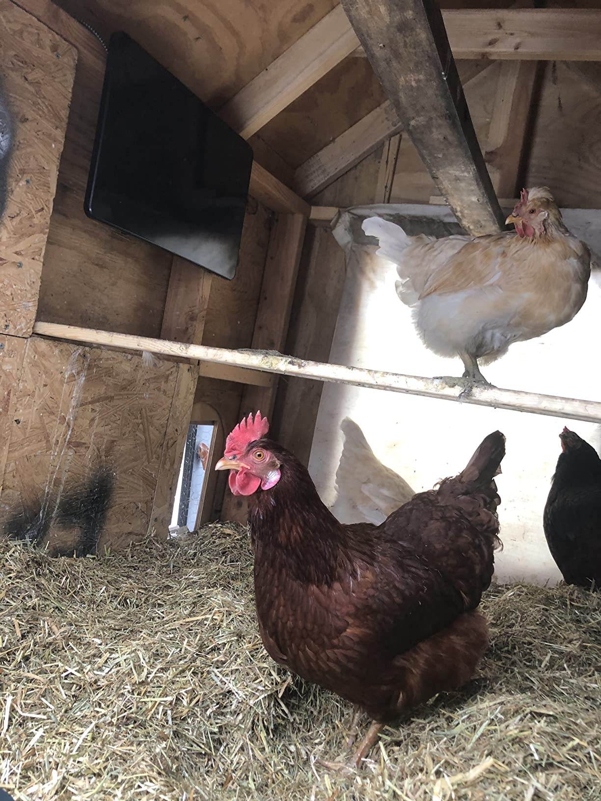 Cozy Products Cozy Coop Chicken Coop Heater, Flat-Panel, 150 Watts customer photo 1