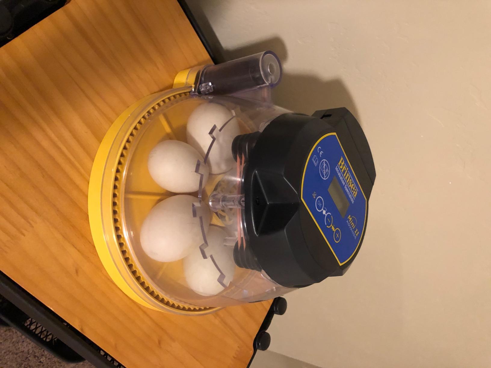 Brinsea Mini II Advance Incubator with Automatic Turner for Hatching 7 Eggs customer photo 2