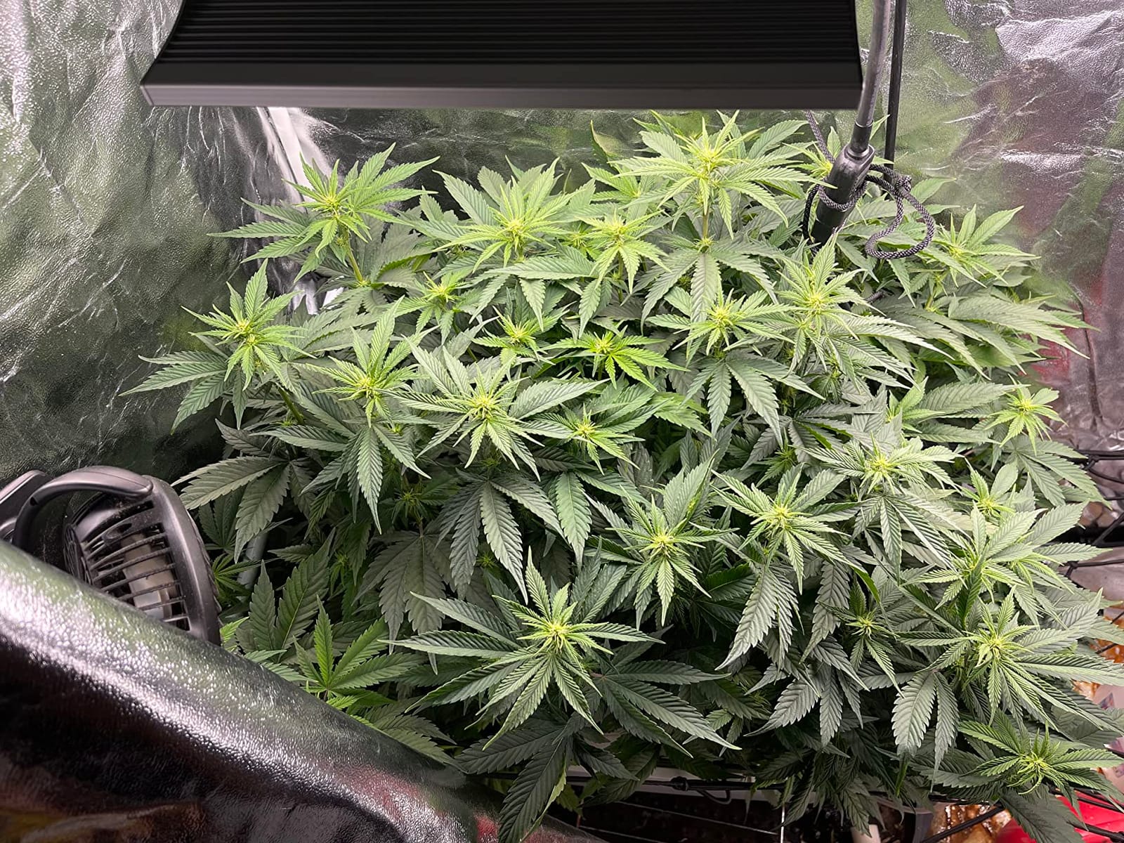 Humboldts Secret Starter Kit Pack, Plant Fertilizer & Hydroponic Nutrients customer photo 1