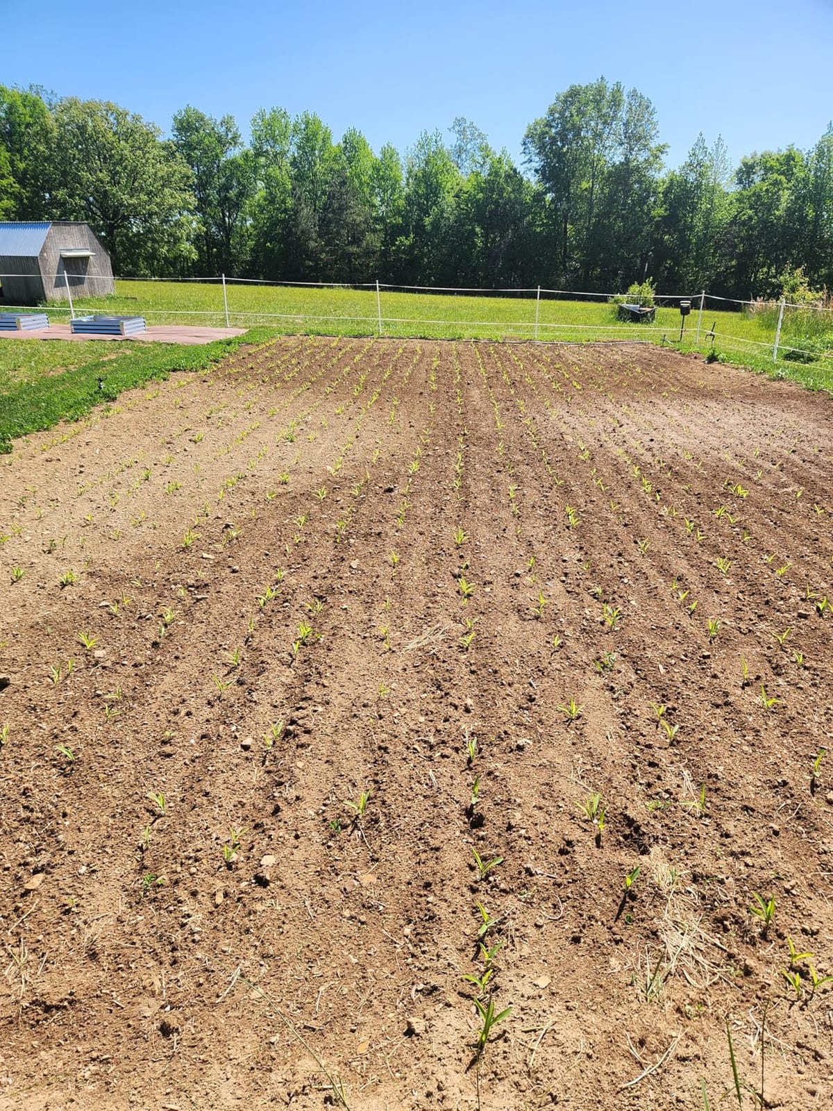 CHAPIN 8701B Push Garden Seeder for Row Planting, 20 Seed Varieties customer photo 2
