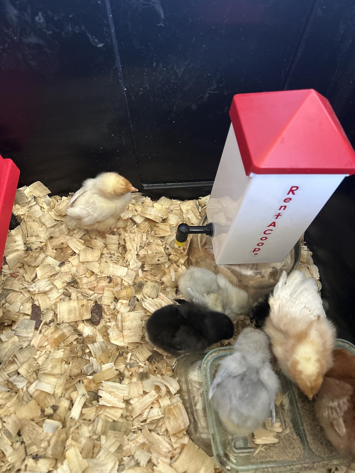 RentACoop 32oz Chicken Drinker with 2 Versatile Nipples customer photo 1