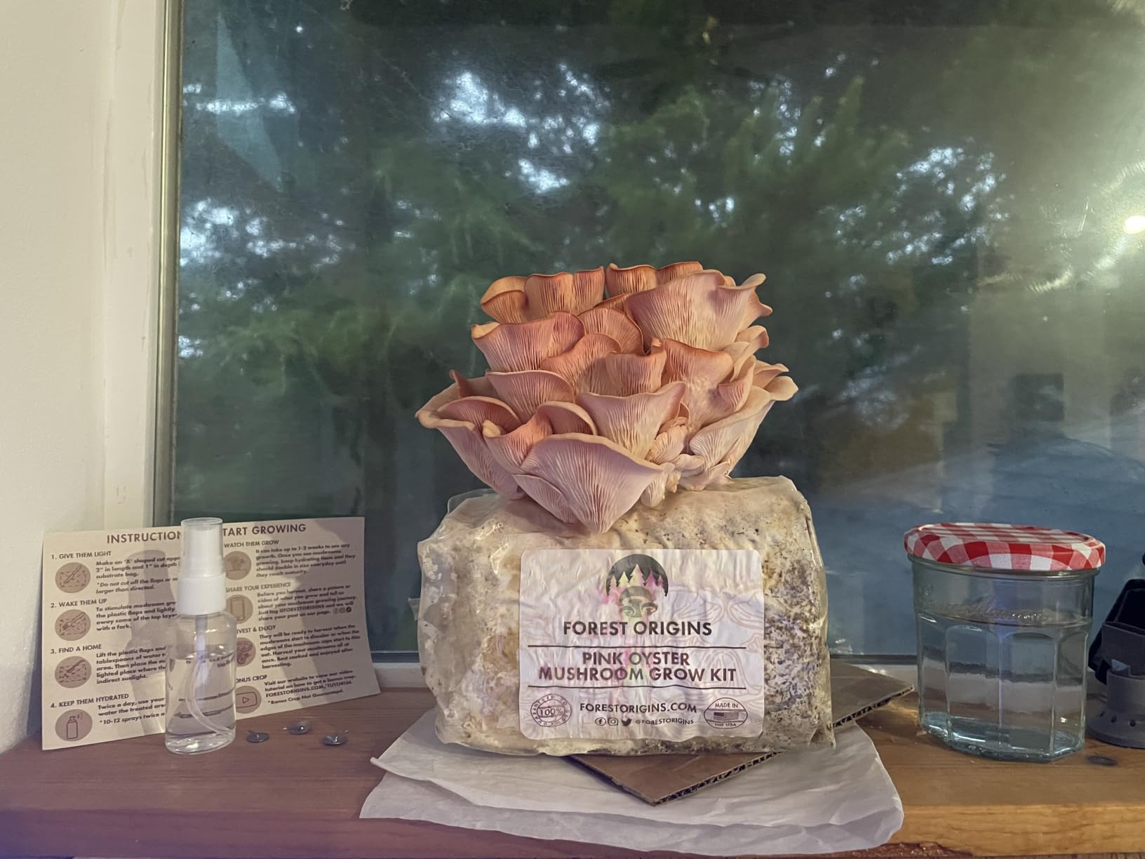 Forest Origins Pink Oyster Mushroom Grow Kit, Ready to Grow Indoors customer photo 2