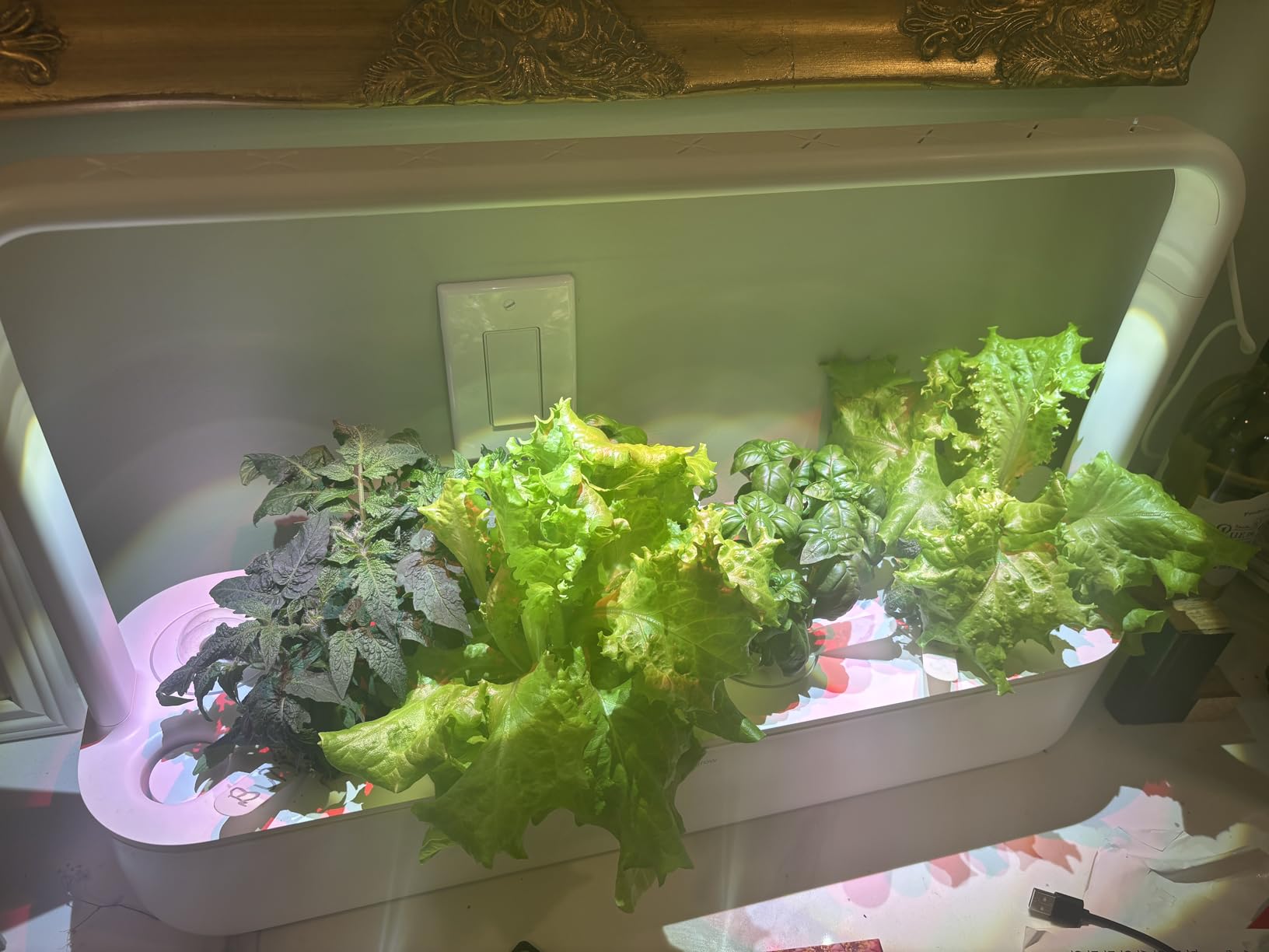Click & Grow Smart Garden 9 Indoor Herb Garden Kit with Grow Light, Gray customer photo 2