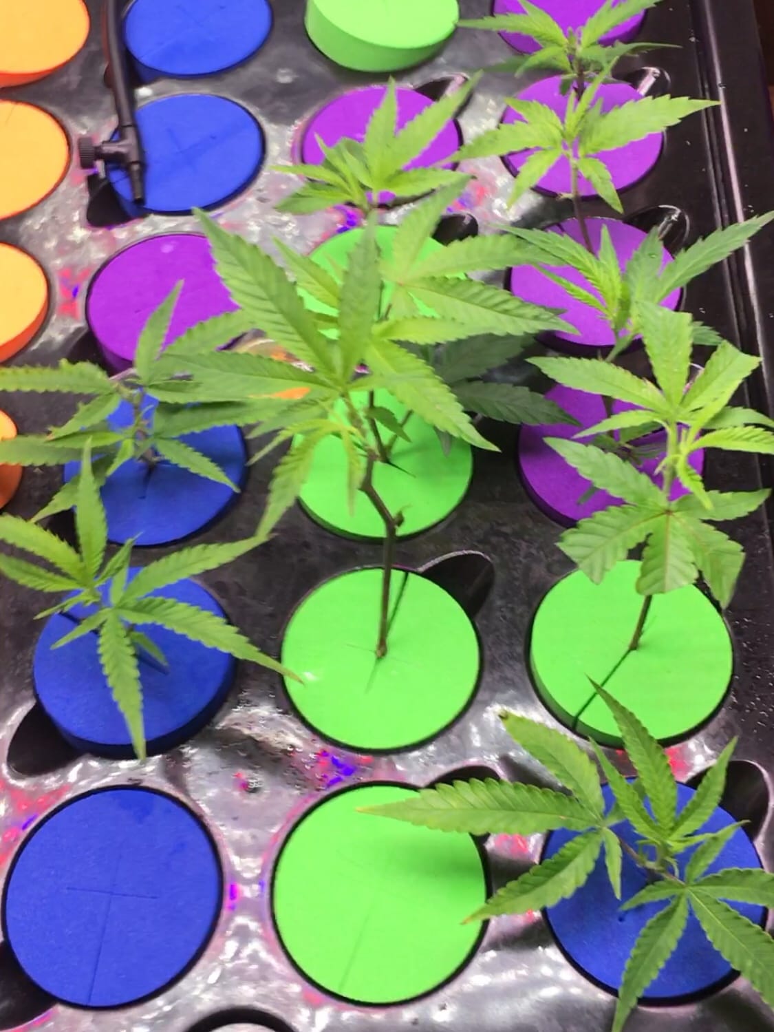 Psycloner Clone Machine, Hydroponics System, Cloner for Plant Cuttings, Propagation, 2 Gallon, Deep Water Culture, DWC (24 Site) customer photo 2