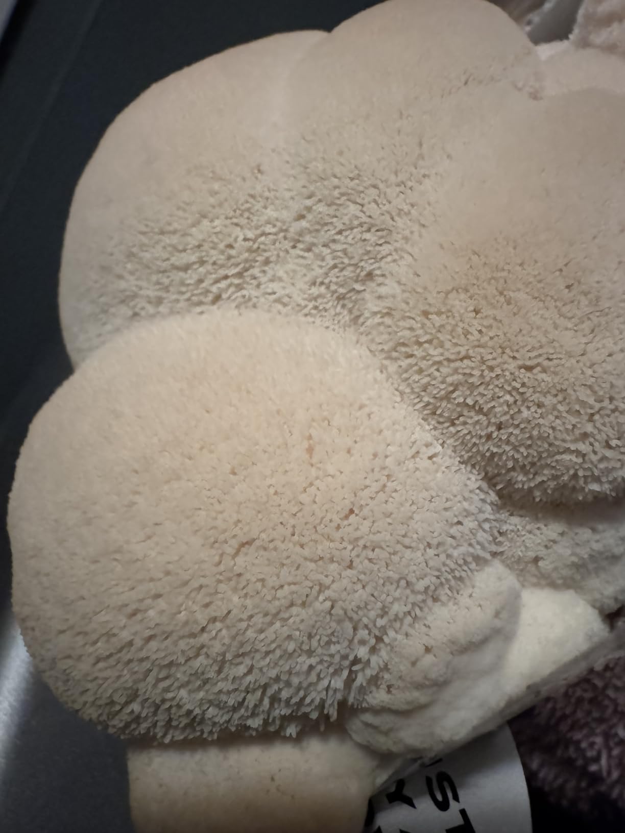 North Spore Organic Lion's Mane Mushroom Grow Kit, 4 lbs customer photo 1