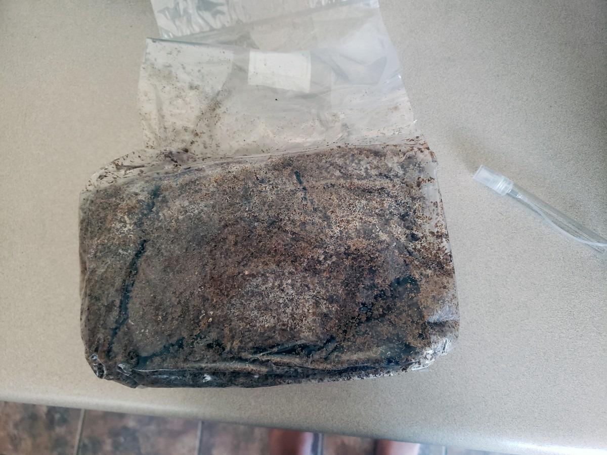 North Spore Organic Lion's Mane Mushroom Grow Kit, 4 lbs customer photo 2