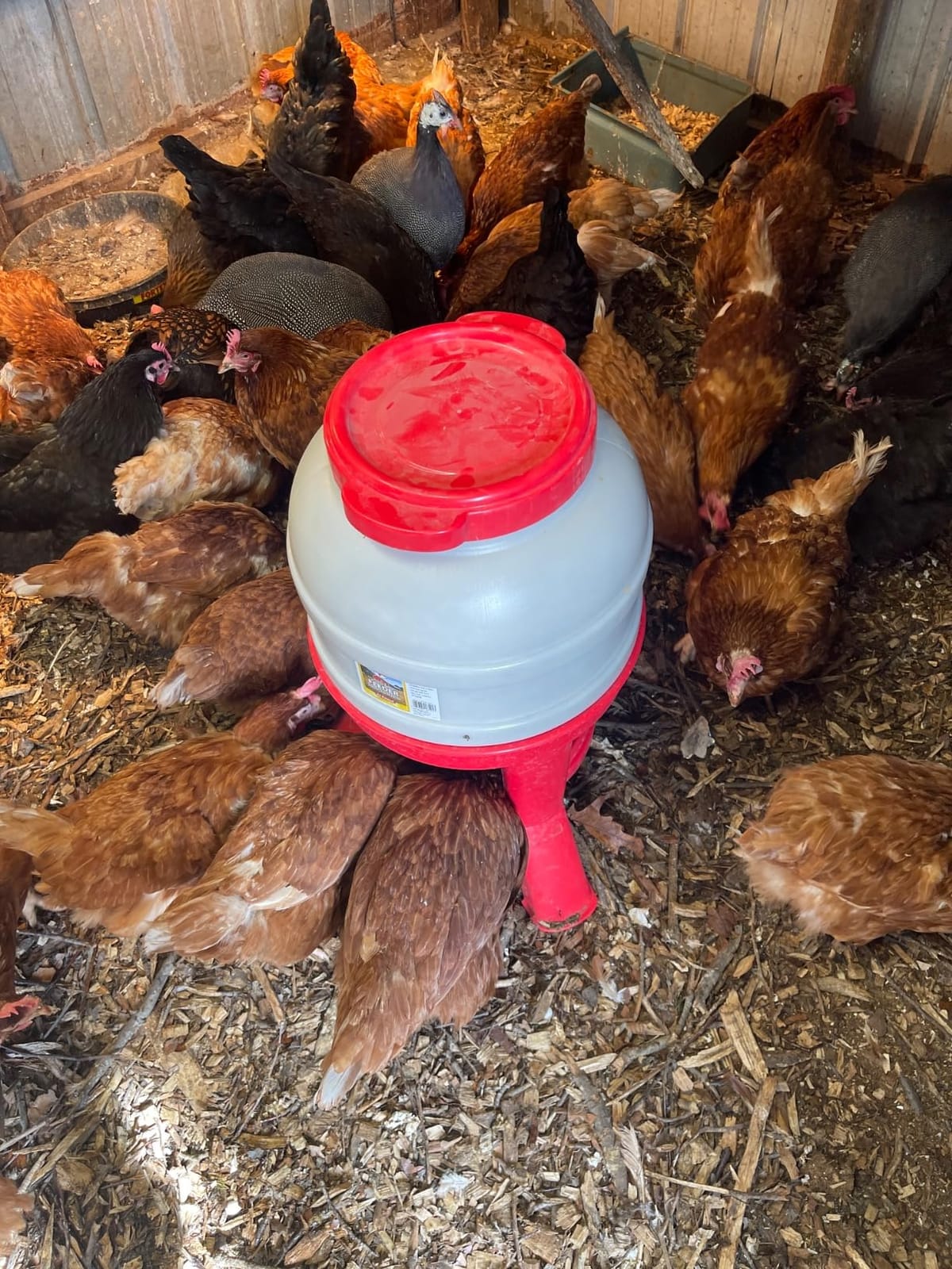 Little Giant® Plastic Dome Feeder | Heavy Duty Plastic Gravity Fed Poultry Feed Container Tank | Backyard Poultry for Hobbyists, Farmers and Ranchers | 60 LB customer photo 2